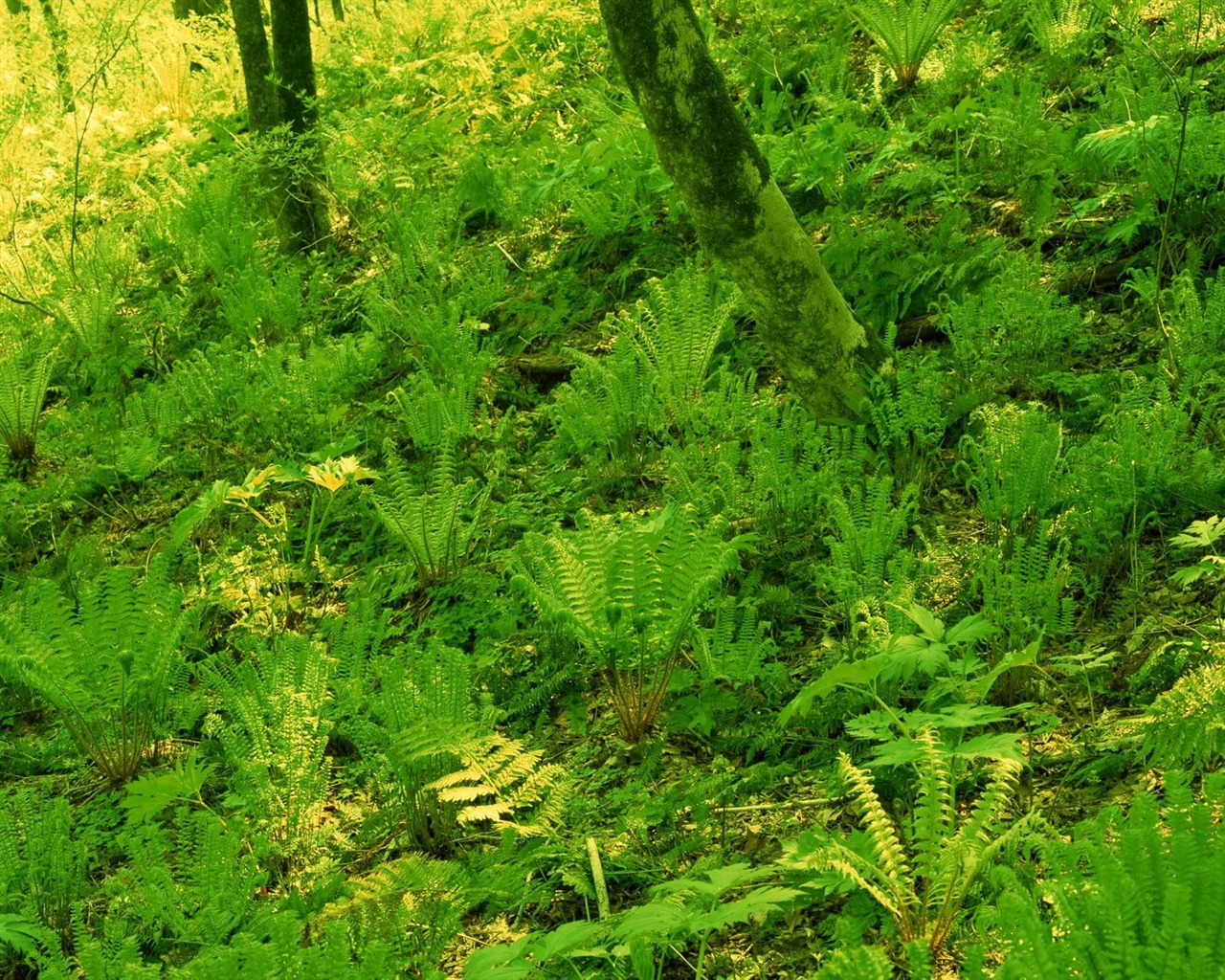 jarní přírodou na plochu #29 - 1280x1024