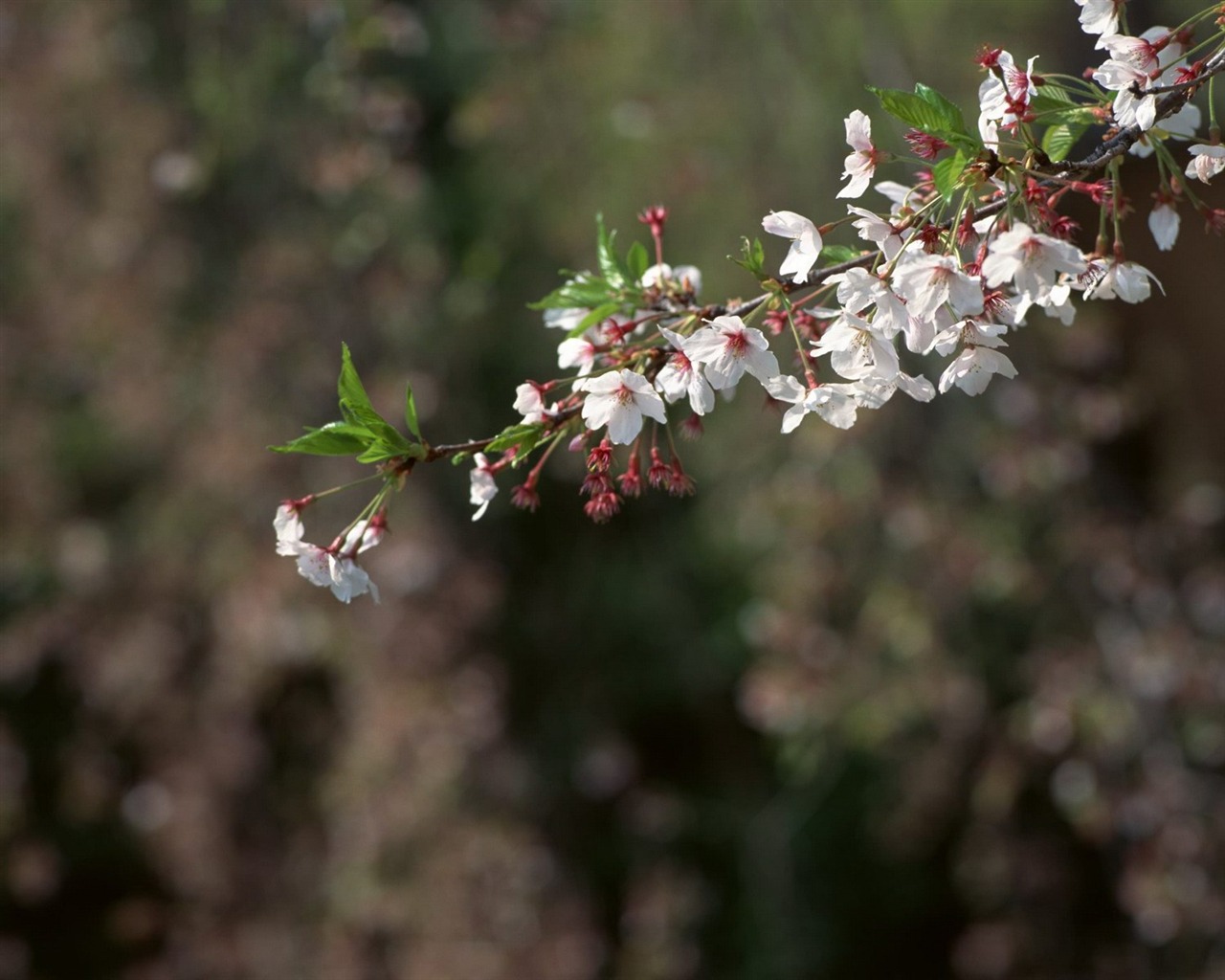 jarní přírodou na plochu #30 - 1280x1024
