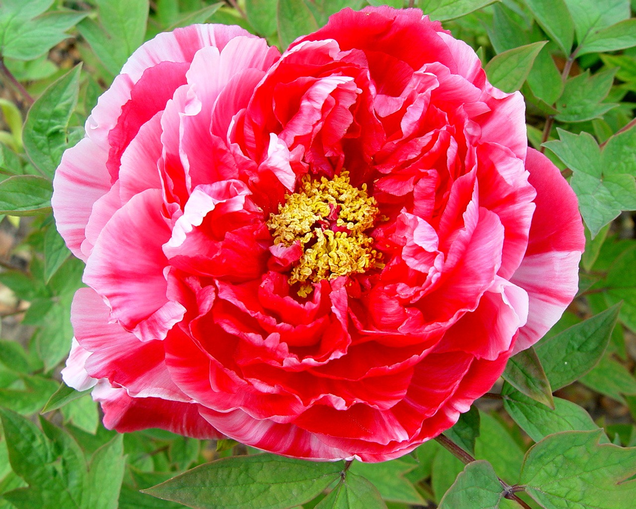 花中皇后牡丹壁紙專輯 #3 - 1280x1024