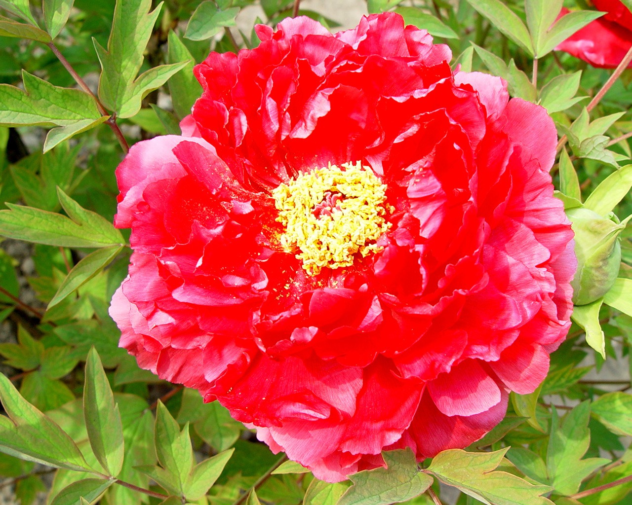 花中皇后牡丹壁紙專輯 #9 - 1280x1024