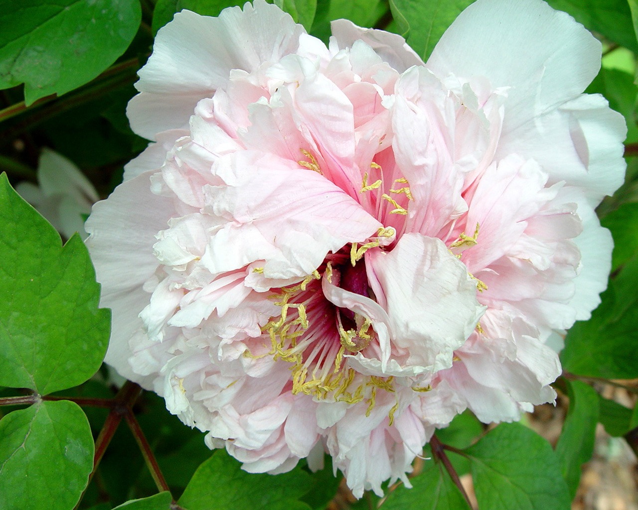 Queen Peony Flower Wallpapers #13 - 1280x1024