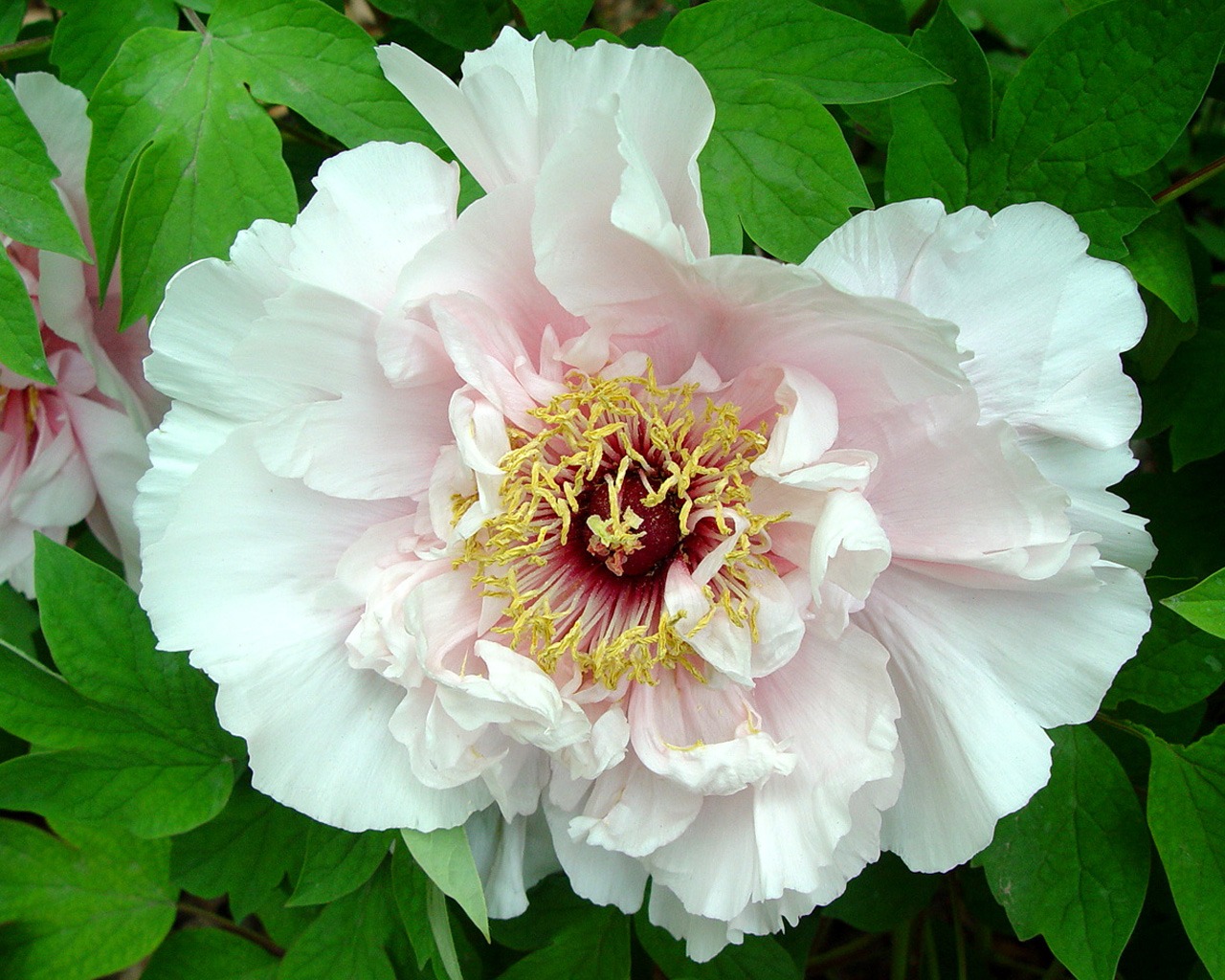 Queen Peony Flower Wallpapers #21 - 1280x1024