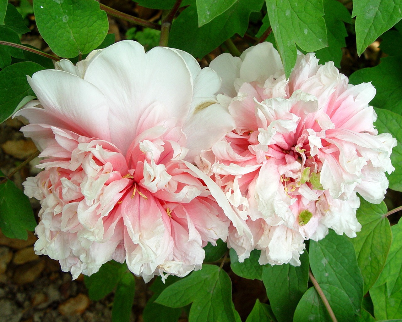 Fonds d'écran de la Reine fleur de pivoine #22 - 1280x1024