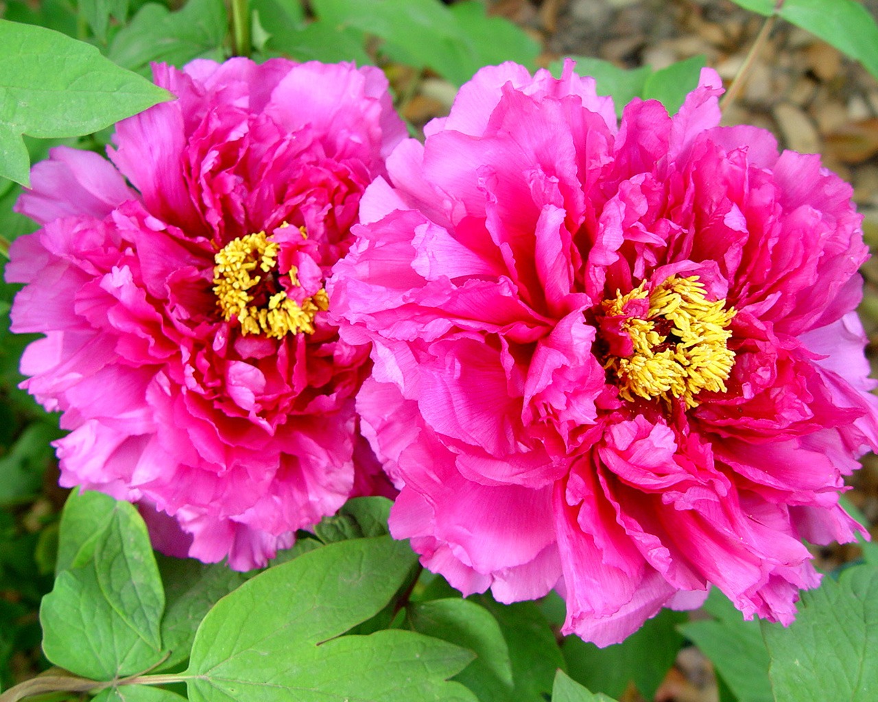 Queen Peony Flower Wallpapers #24 - 1280x1024