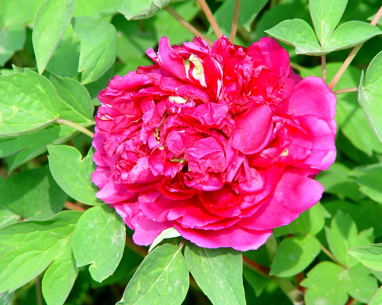 Fonds d'écran de la Reine fleur de pivoine #25 - 1280x1024