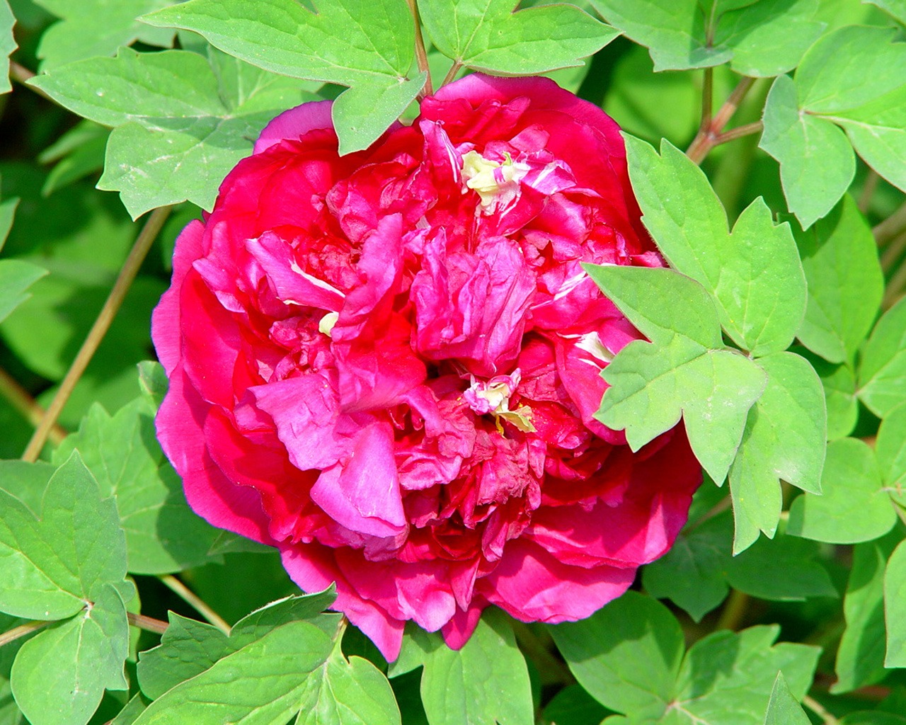 Queen Peony Flower Wallpapers #26 - 1280x1024