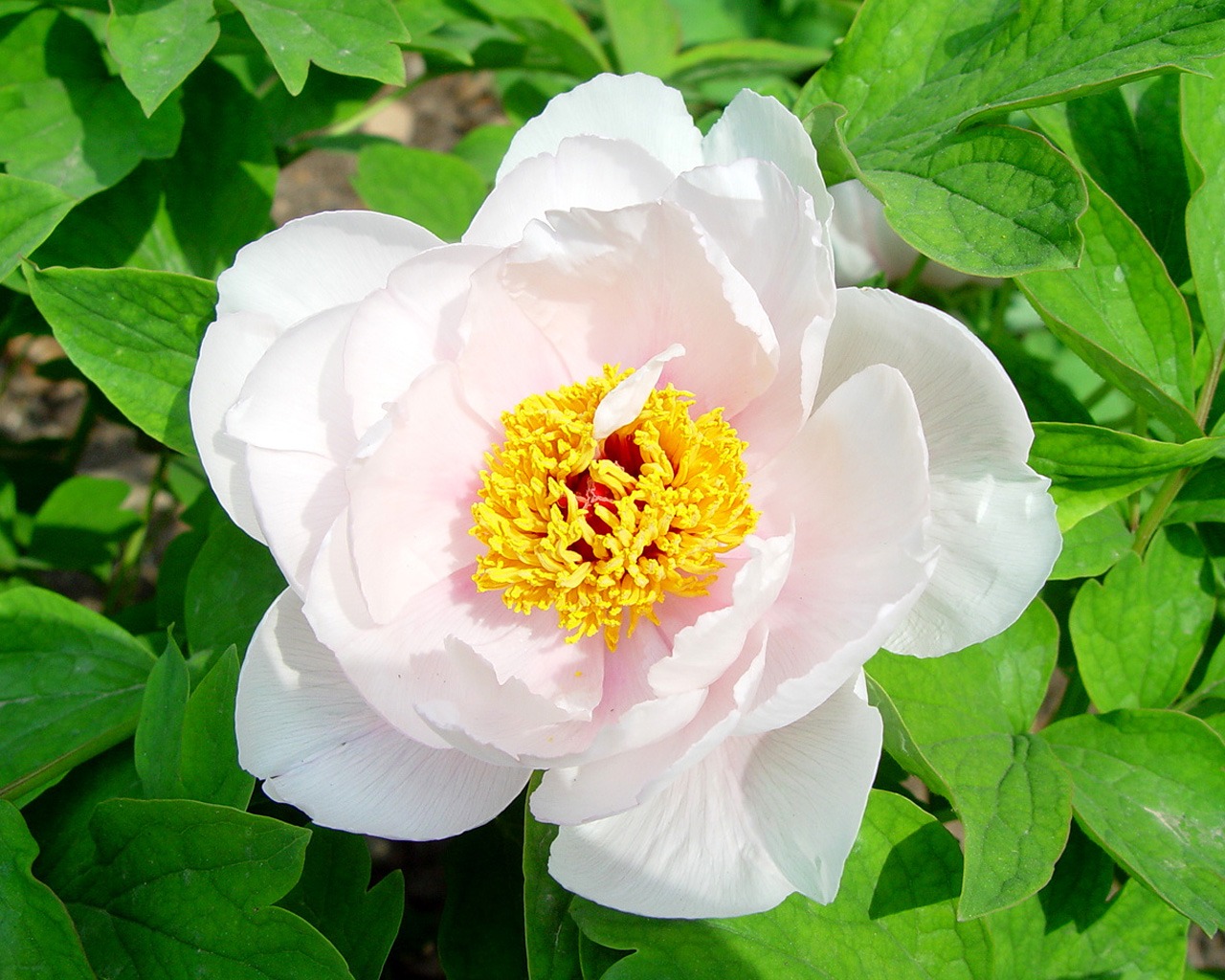 Fonds d'écran de la Reine fleur de pivoine #27 - 1280x1024