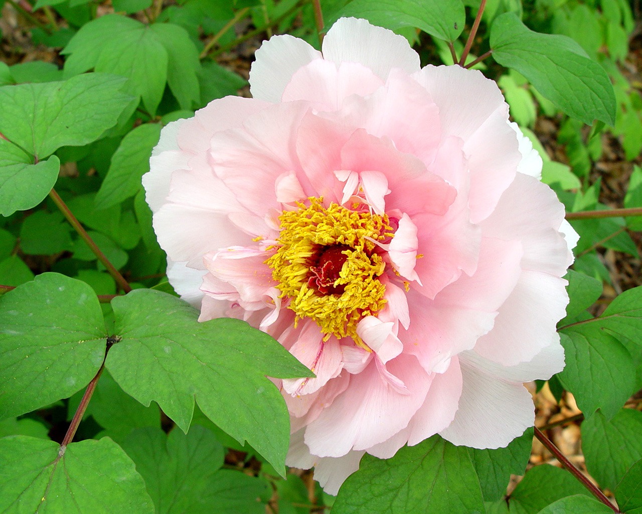 Fonds d'écran de la Reine fleur de pivoine #28 - 1280x1024