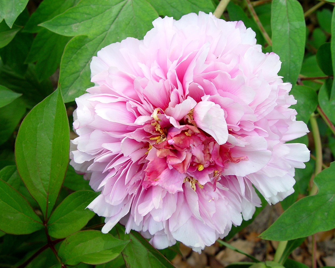 Fonds d'écran de la Reine fleur de pivoine #29 - 1280x1024