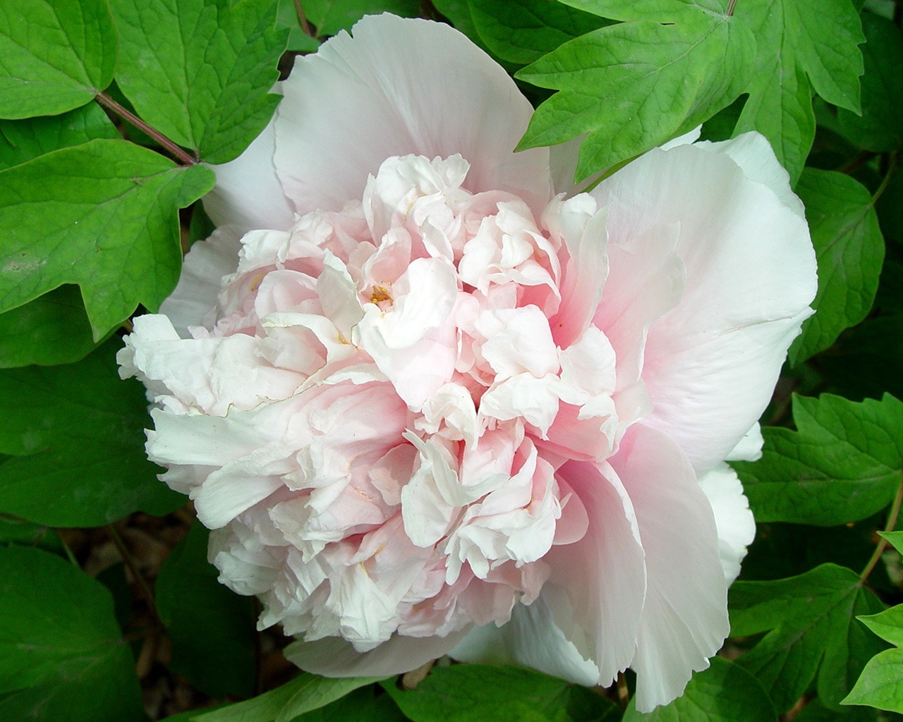 Queen Peony Flower Wallpapers #30 - 1280x1024