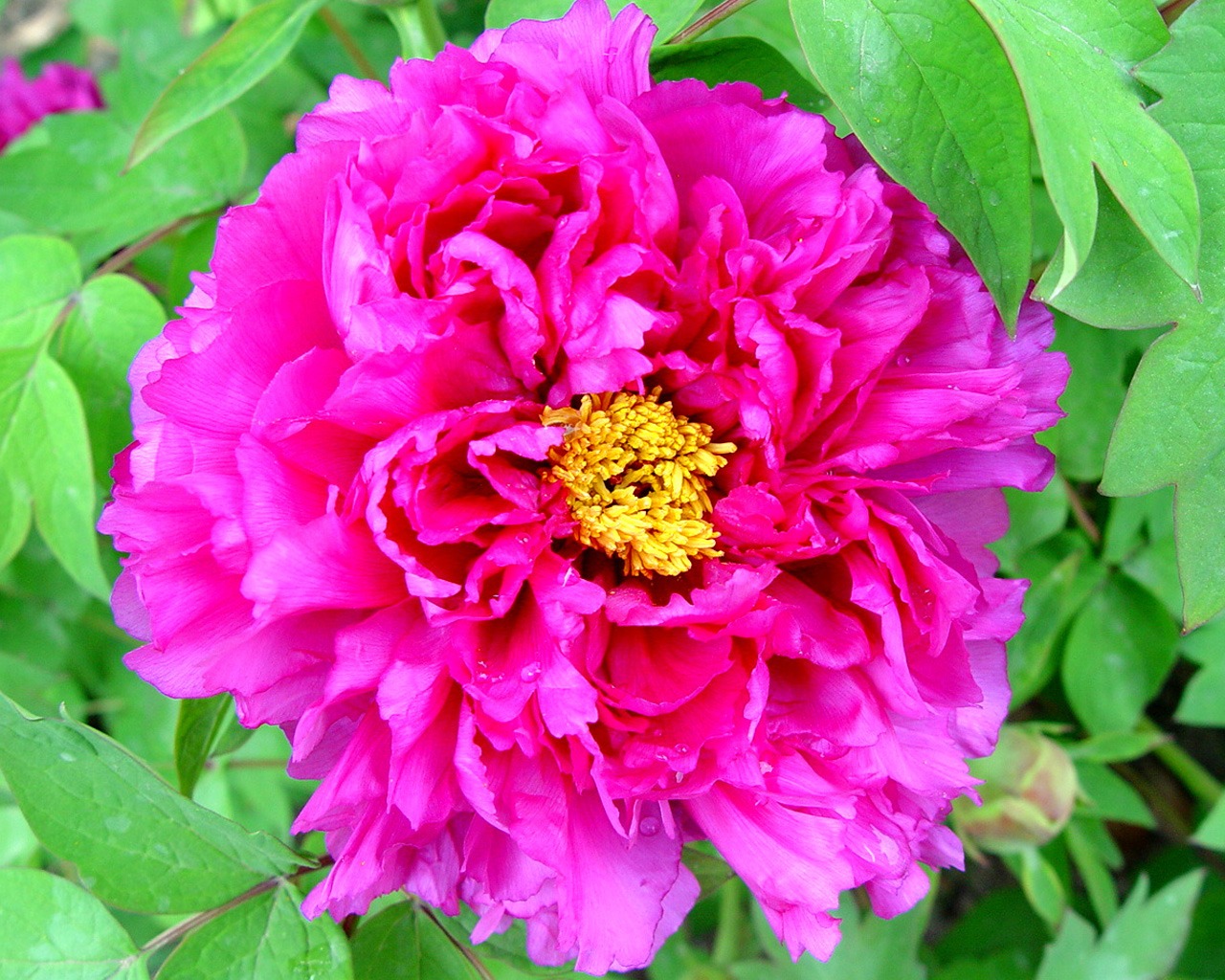 Queen Peony Flower Wallpapers #31 - 1280x1024