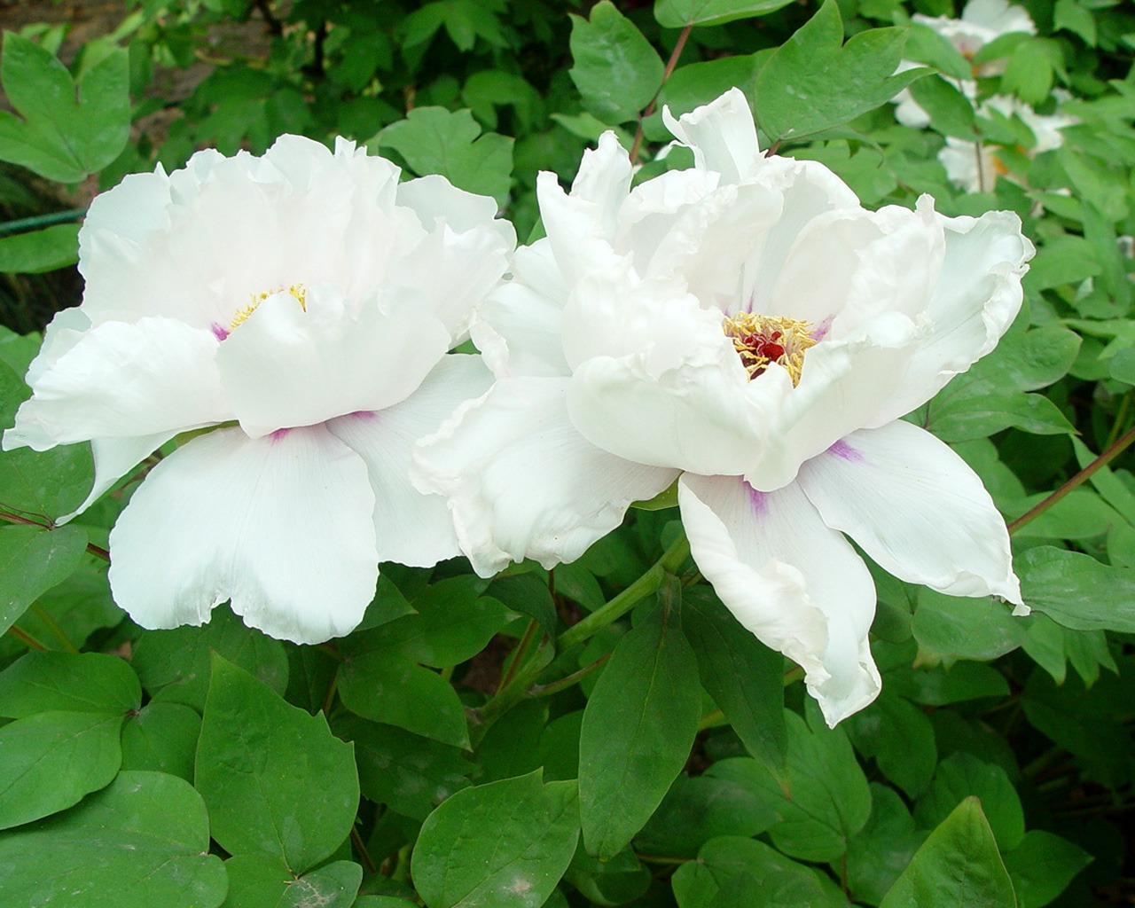 Fonds d'écran de la Reine fleur de pivoine #32 - 1280x1024