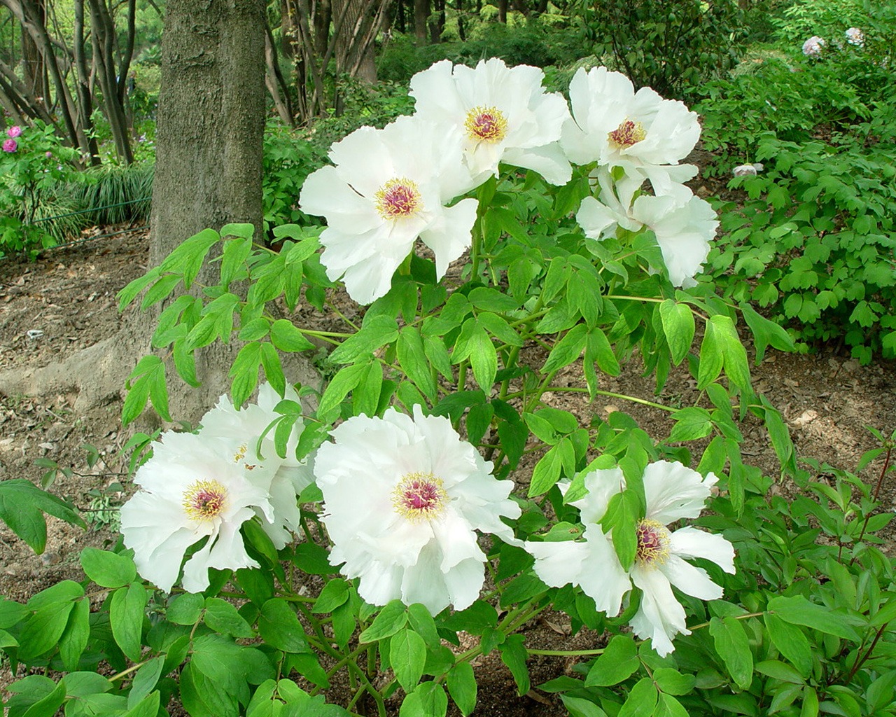 Fonds d'écran de la Reine fleur de pivoine #34 - 1280x1024