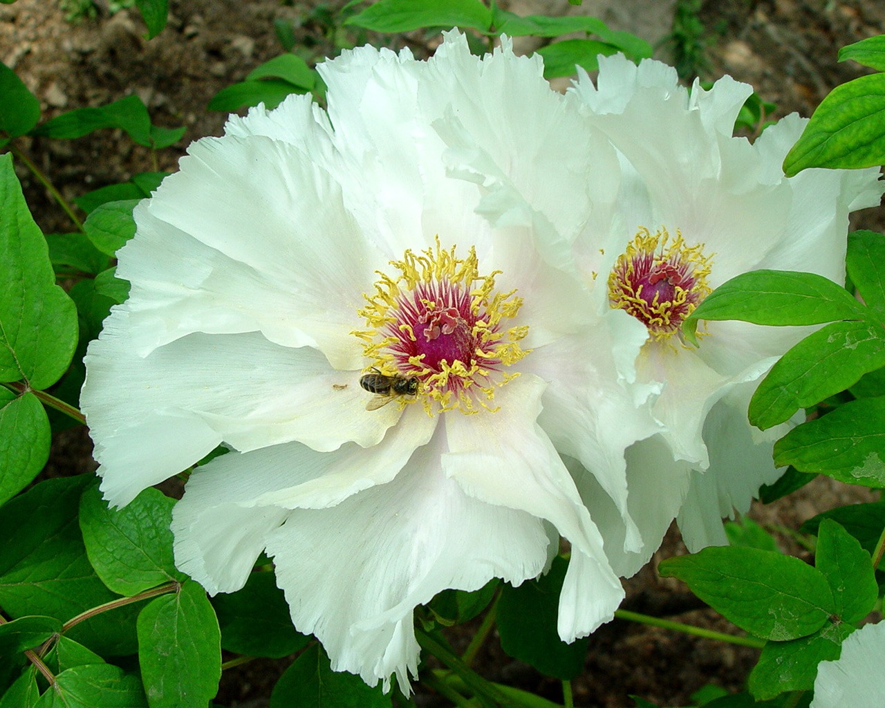 Fonds d'écran de la Reine fleur de pivoine #35 - 1280x1024