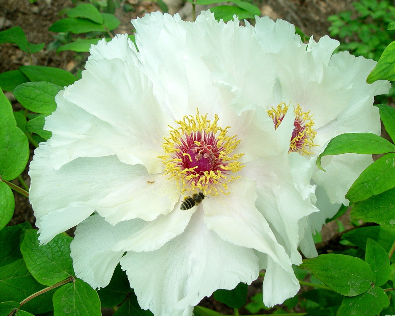 Queen Peony Flower Wallpapers #36 - 1280x1024