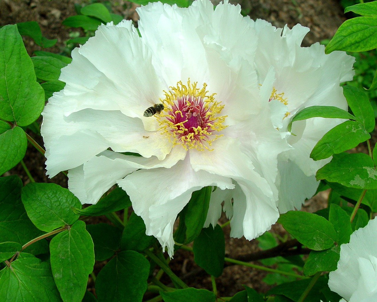 Fonds d'écran de la Reine fleur de pivoine #37 - 1280x1024