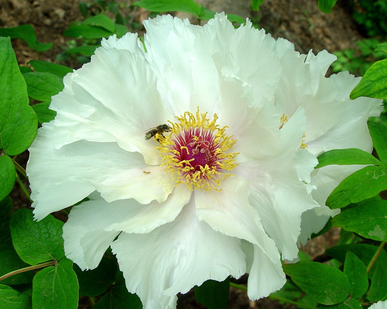 Fonds d'écran de la Reine fleur de pivoine #38 - 1280x1024