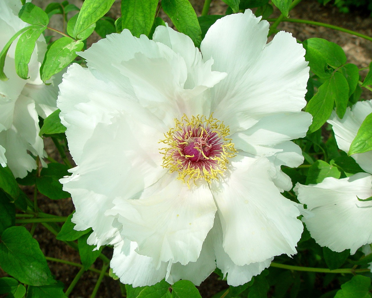 Fonds d'écran de la Reine fleur de pivoine #39 - 1280x1024