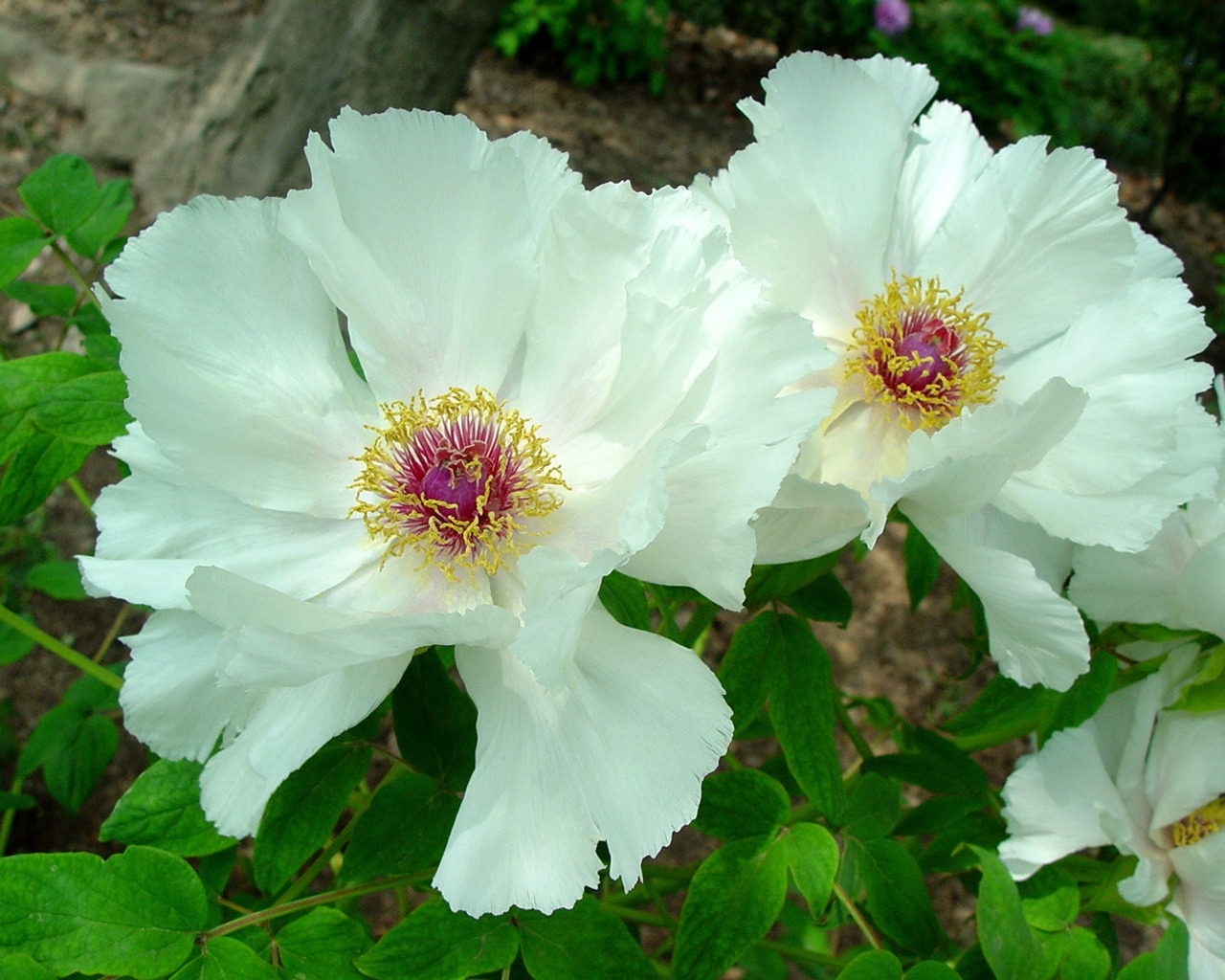 Queen Peony Flower Wallpapers #40 - 1280x1024