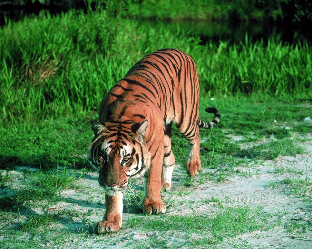 Tiger Foto Wallpaper #5 - 1280x1024