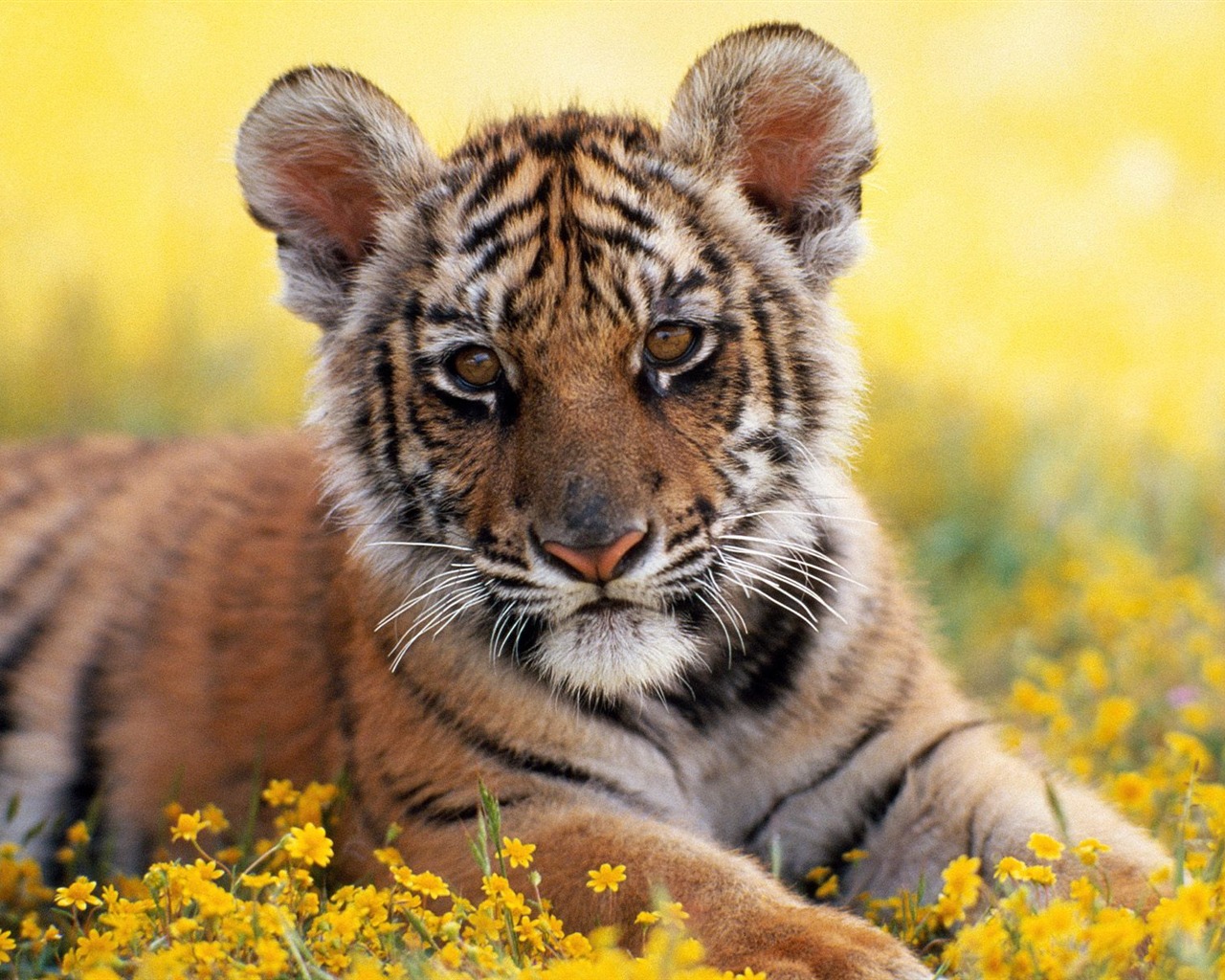 Tiger Foto Wallpaper #6 - 1280x1024