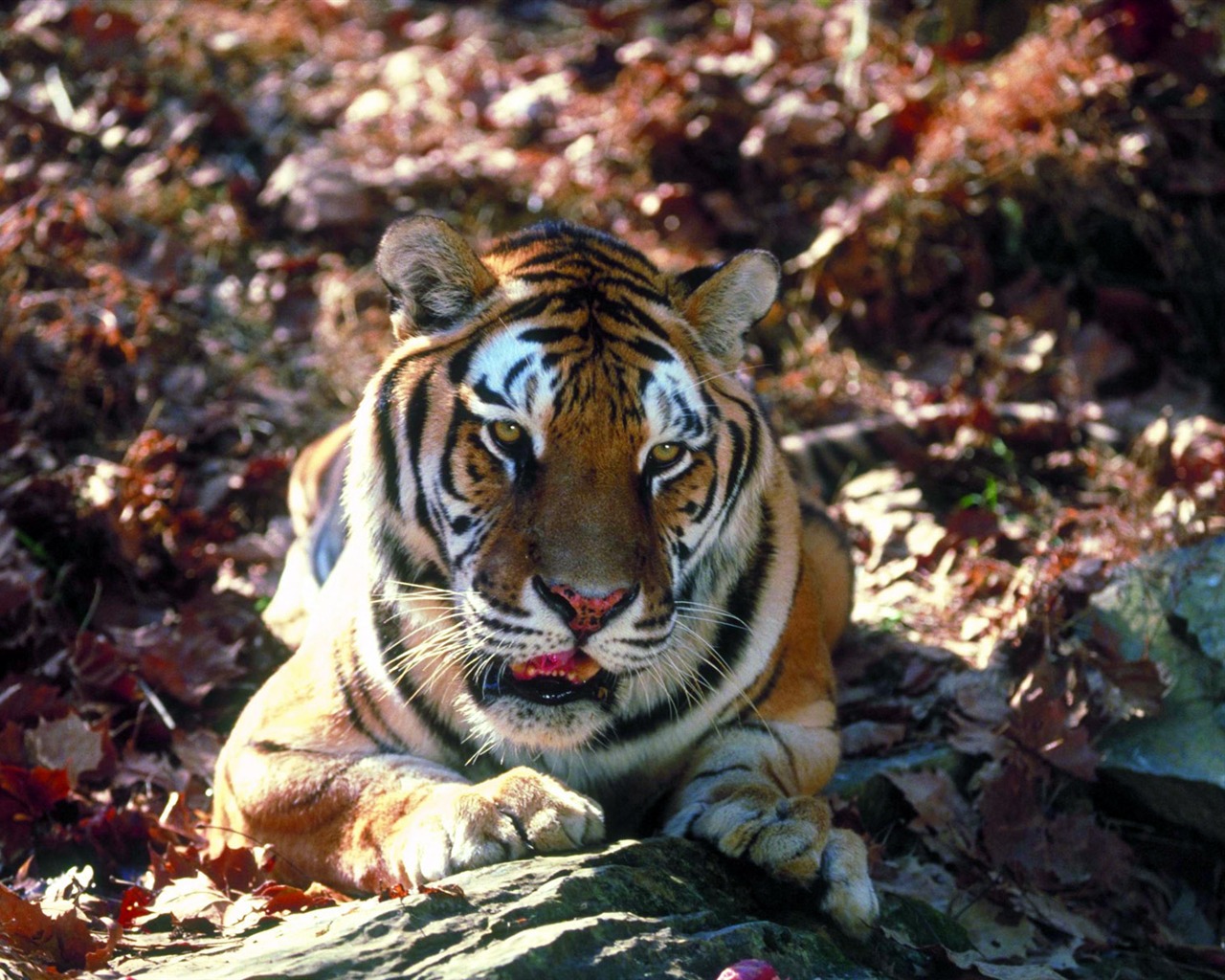 Tiger Photo Wallpaper #13 - 1280x1024