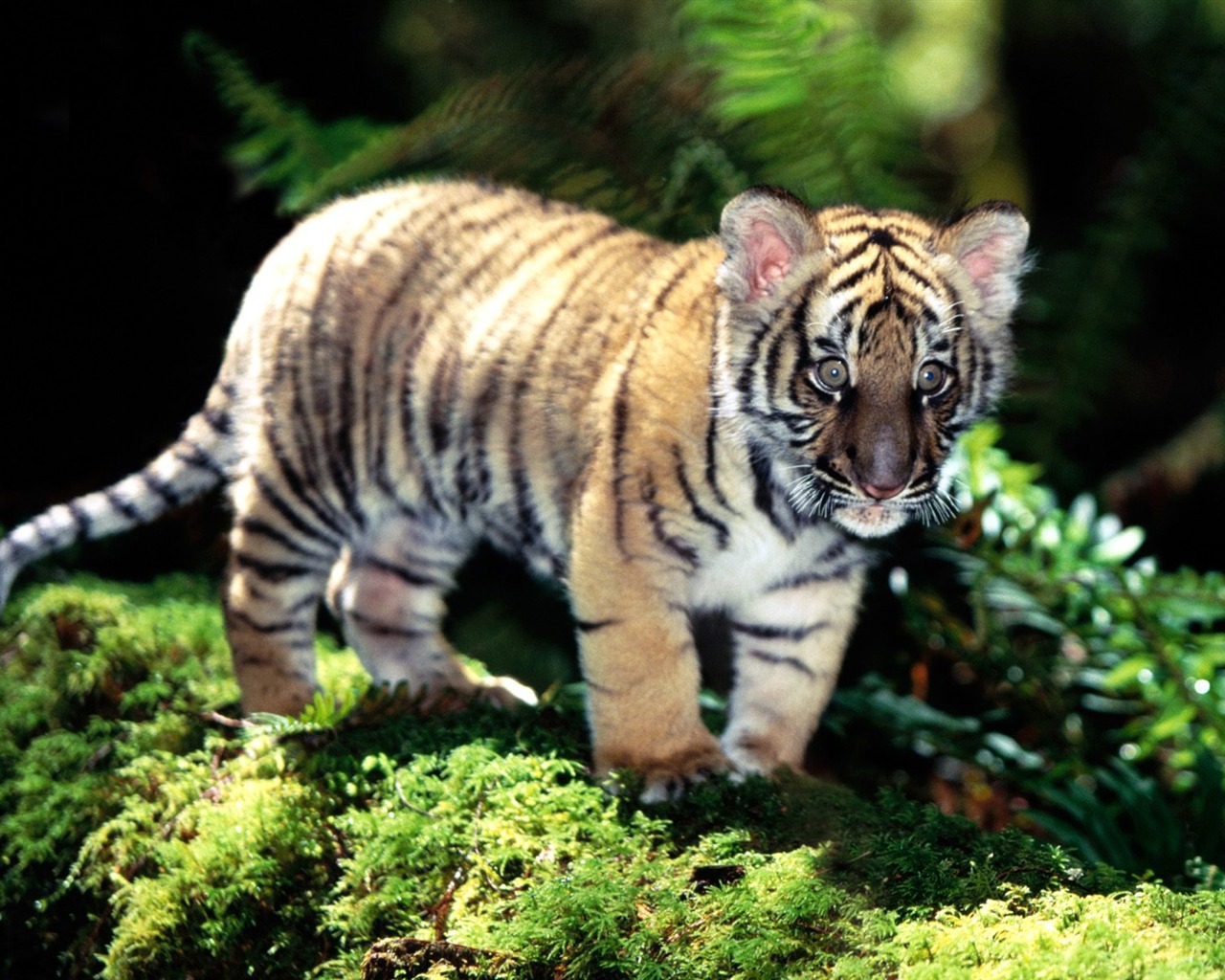 Tiger Foto Wallpaper #19 - 1280x1024