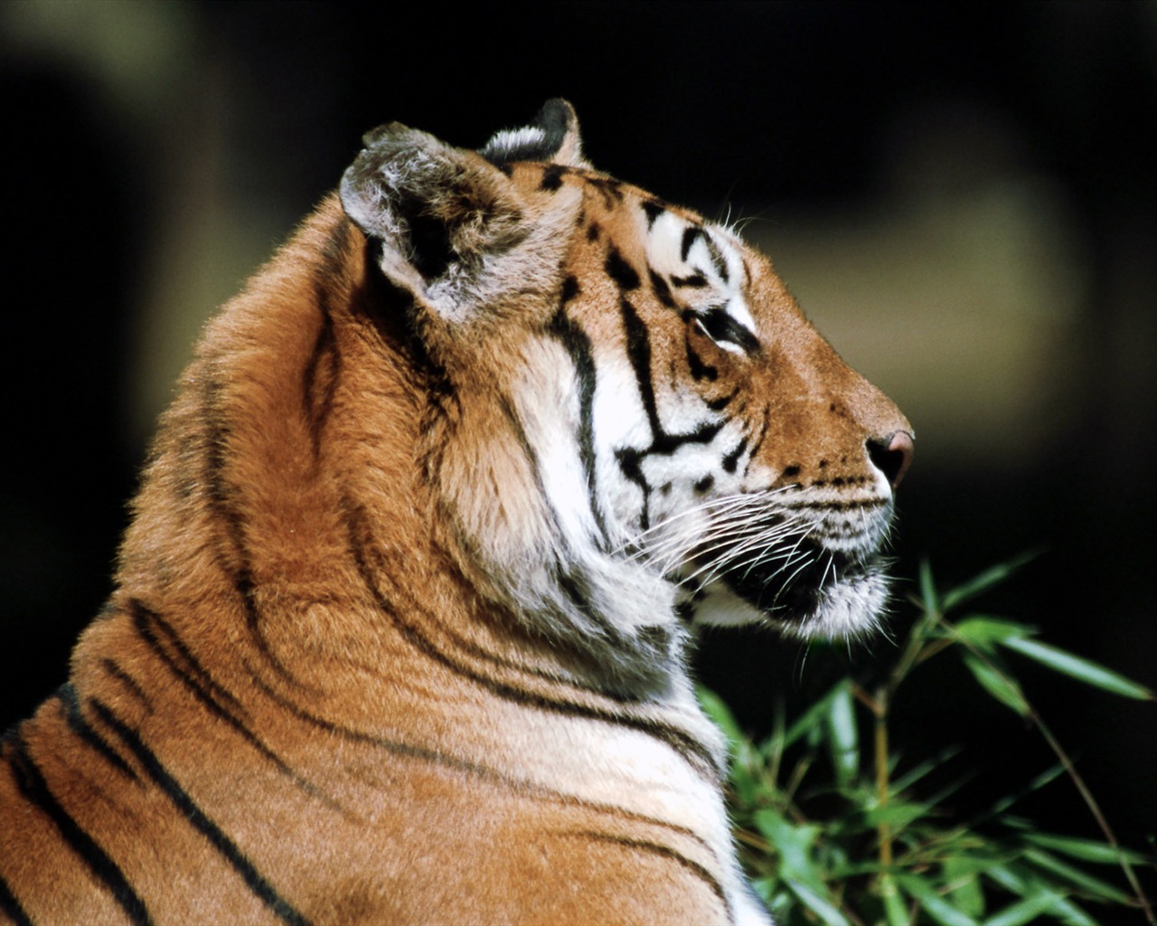 Tiger Photo Wallpaper #20 - 1280x1024