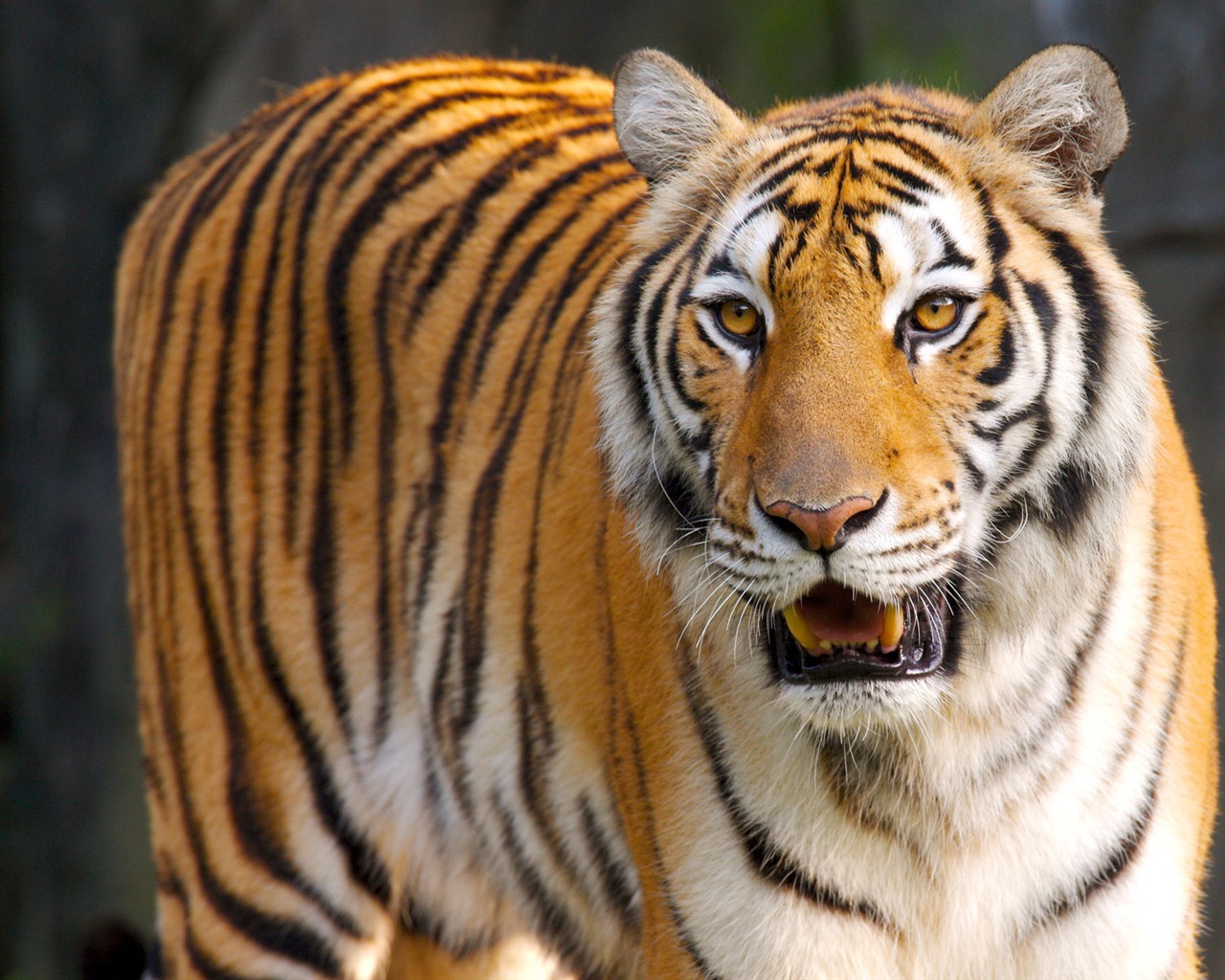 Tiger Foto Wallpaper #21 - 1280x1024