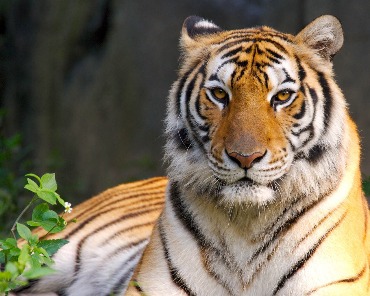 Tiger Foto Wallpaper #22 - 1280x1024