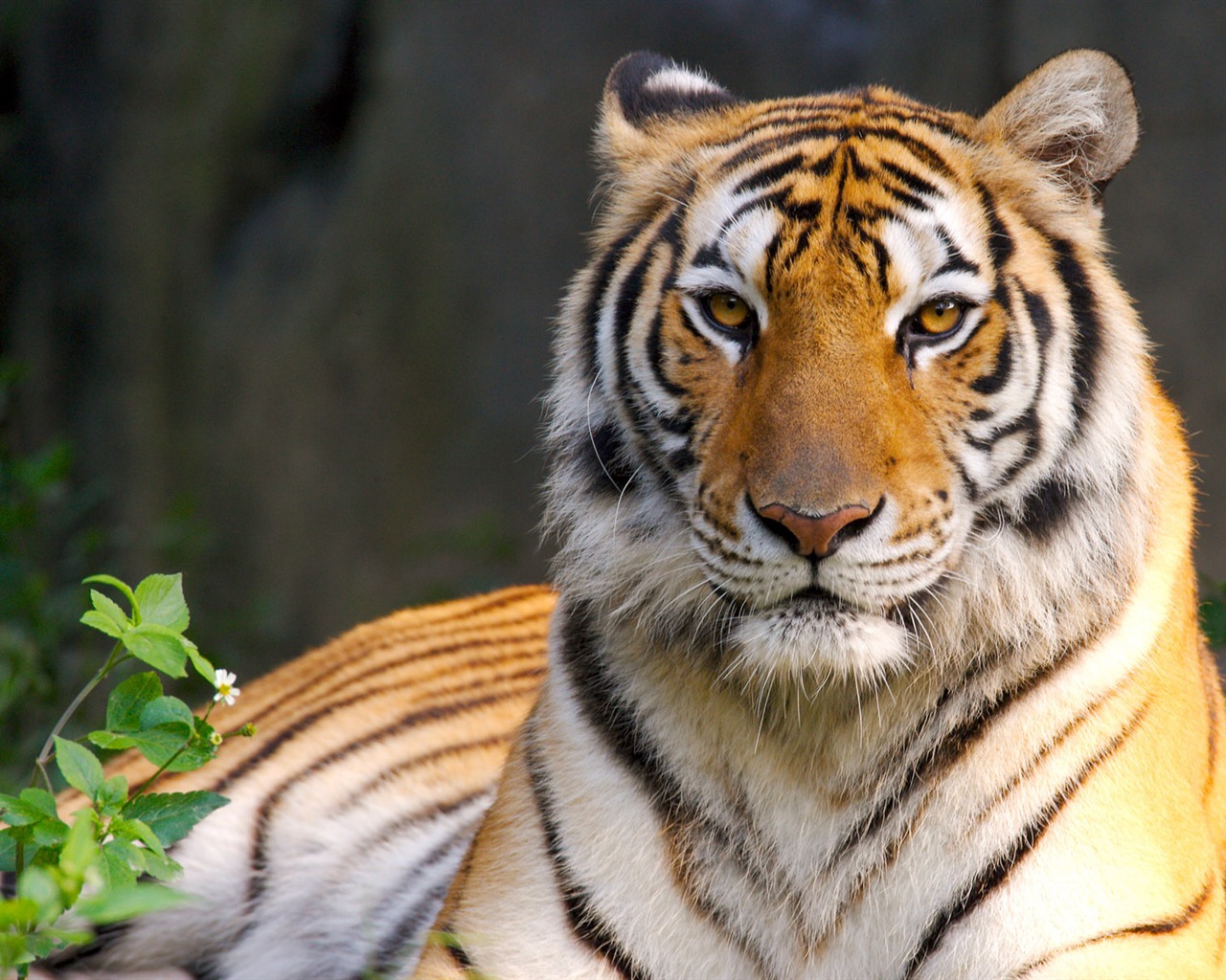 Tiger Photo Wallpaper #22 - 1280x1024