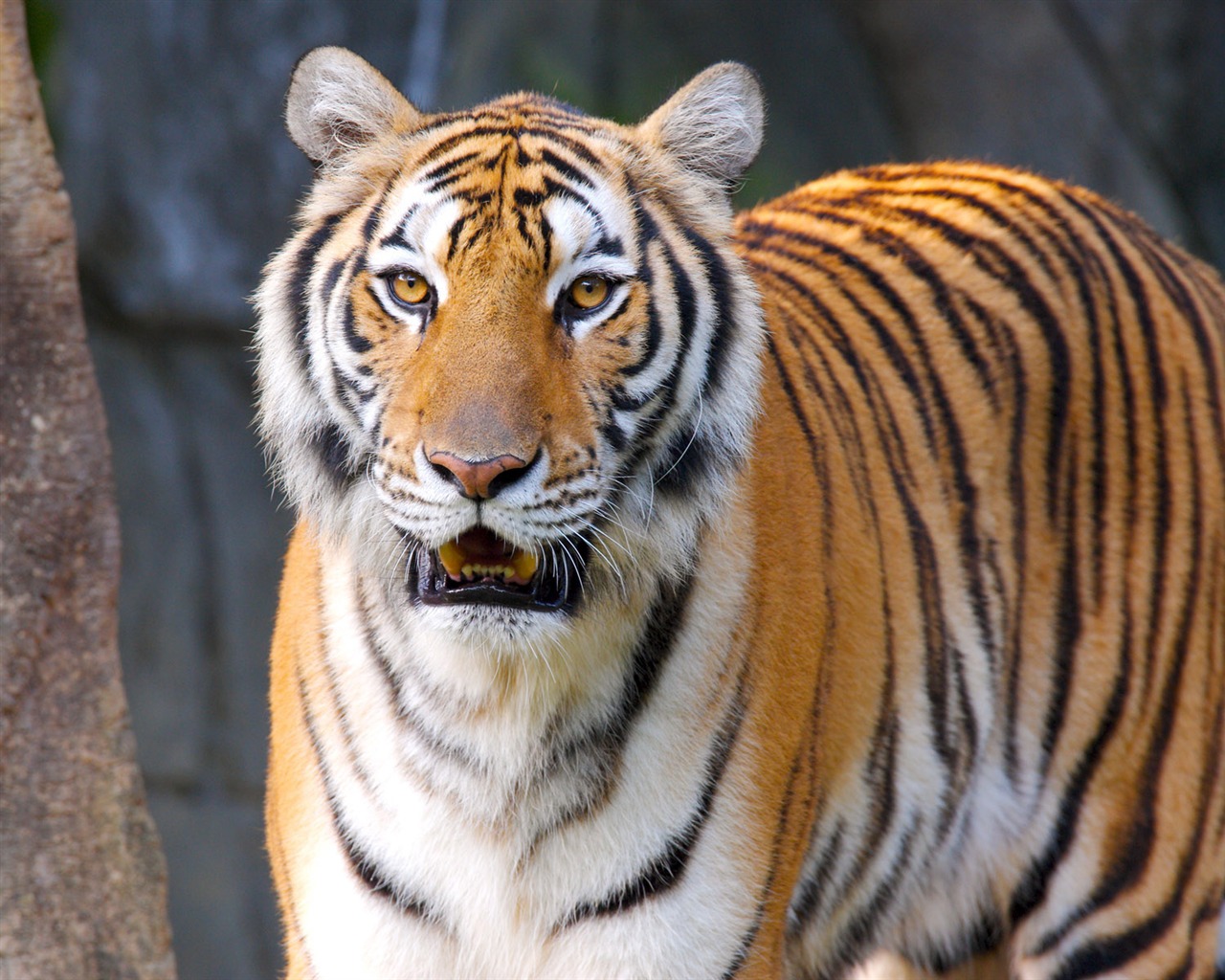 Tiger Foto Wallpaper #23 - 1280x1024