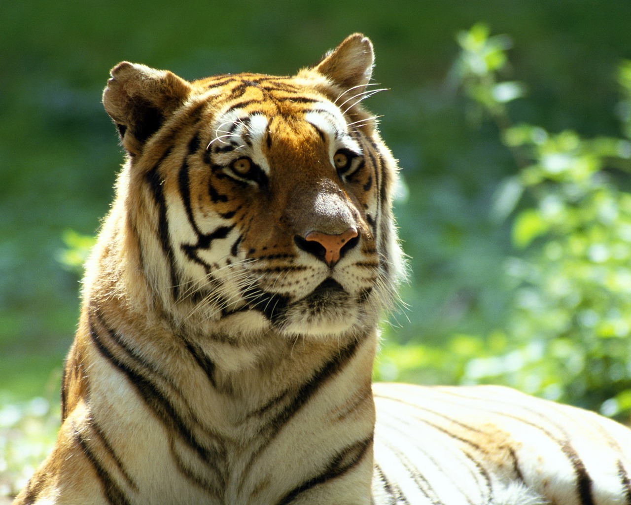 Tiger Foto Wallpaper #24 - 1280x1024