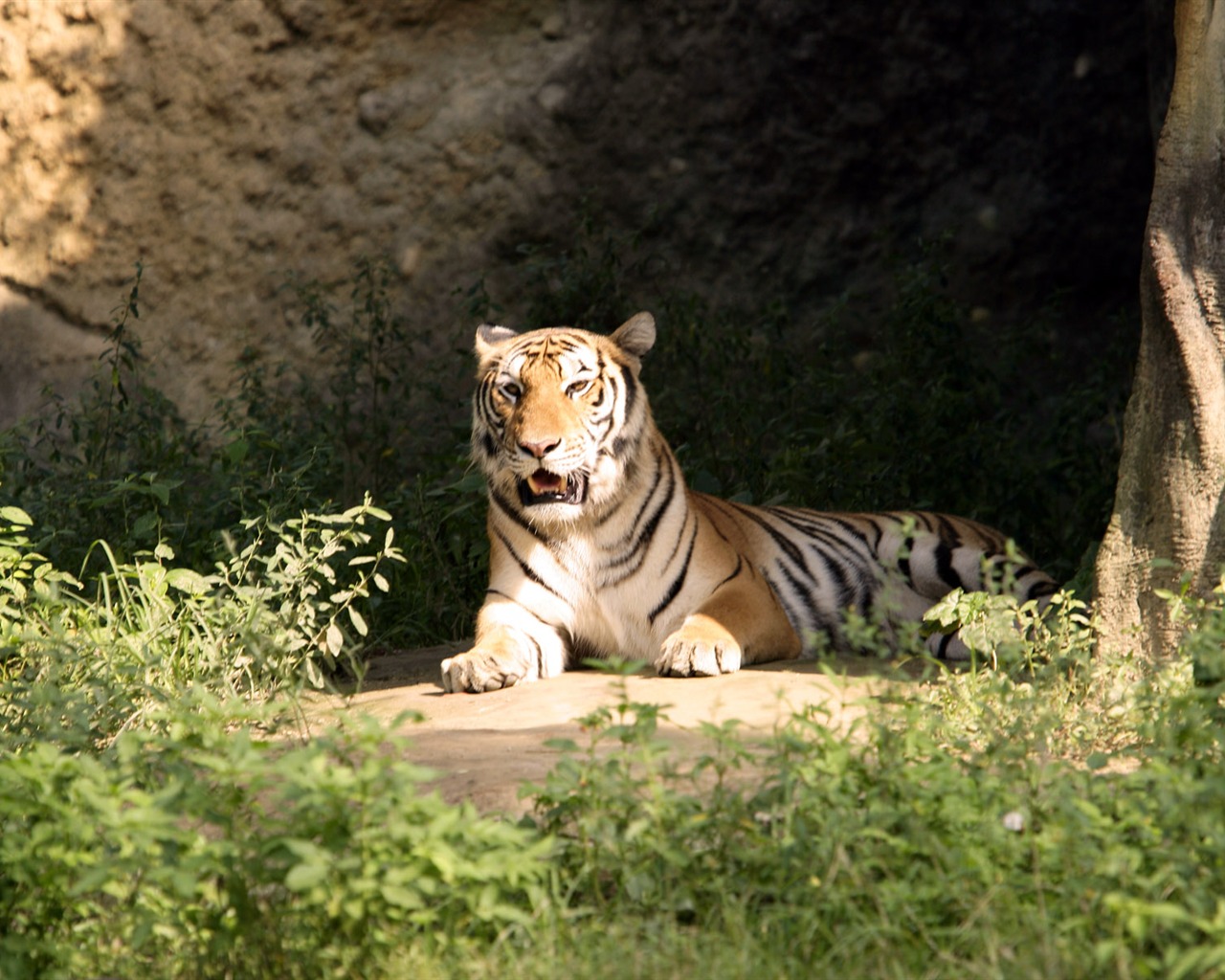 Tiger Foto Wallpaper #26 - 1280x1024