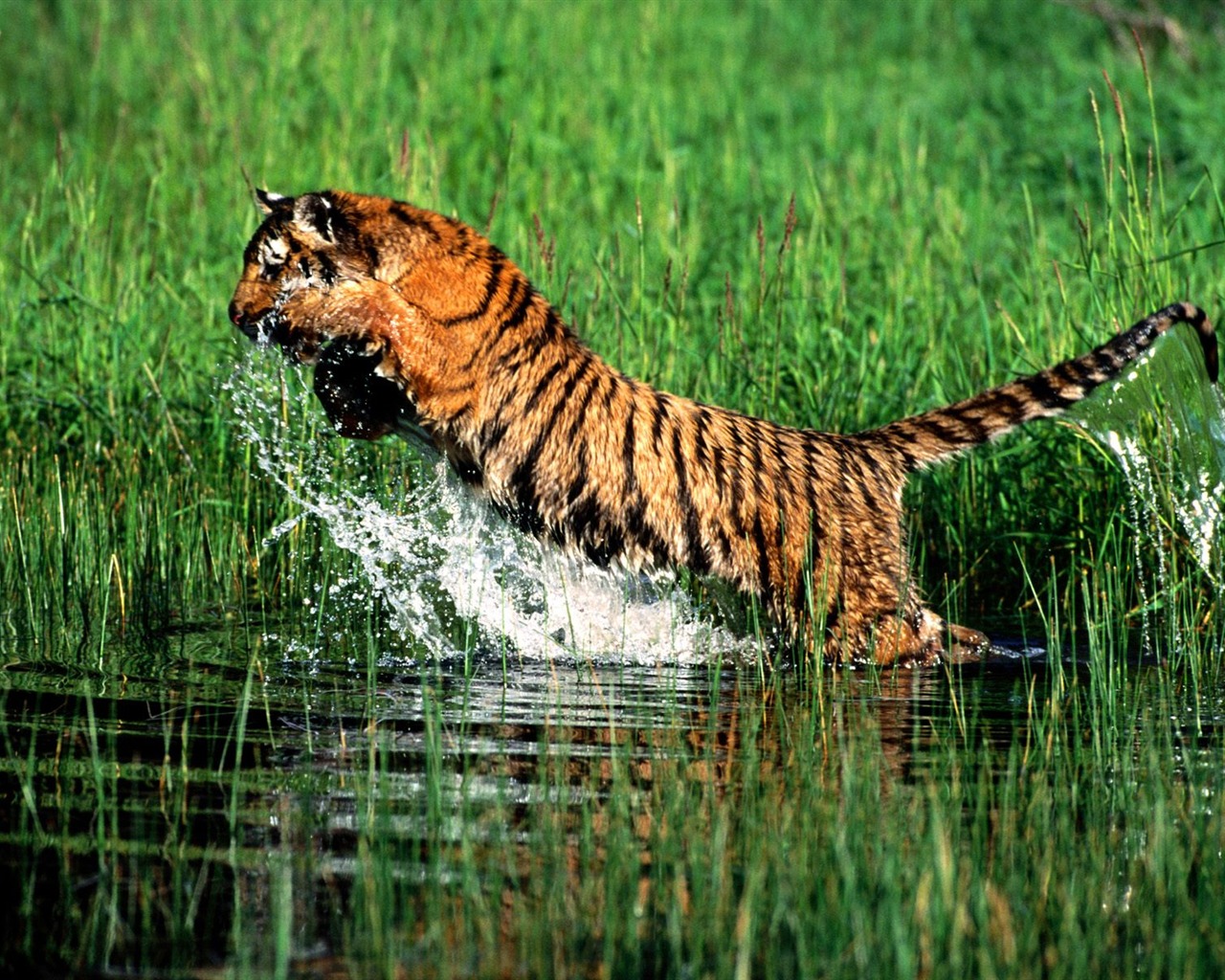 Tiger Foto Wallpaper #27 - 1280x1024