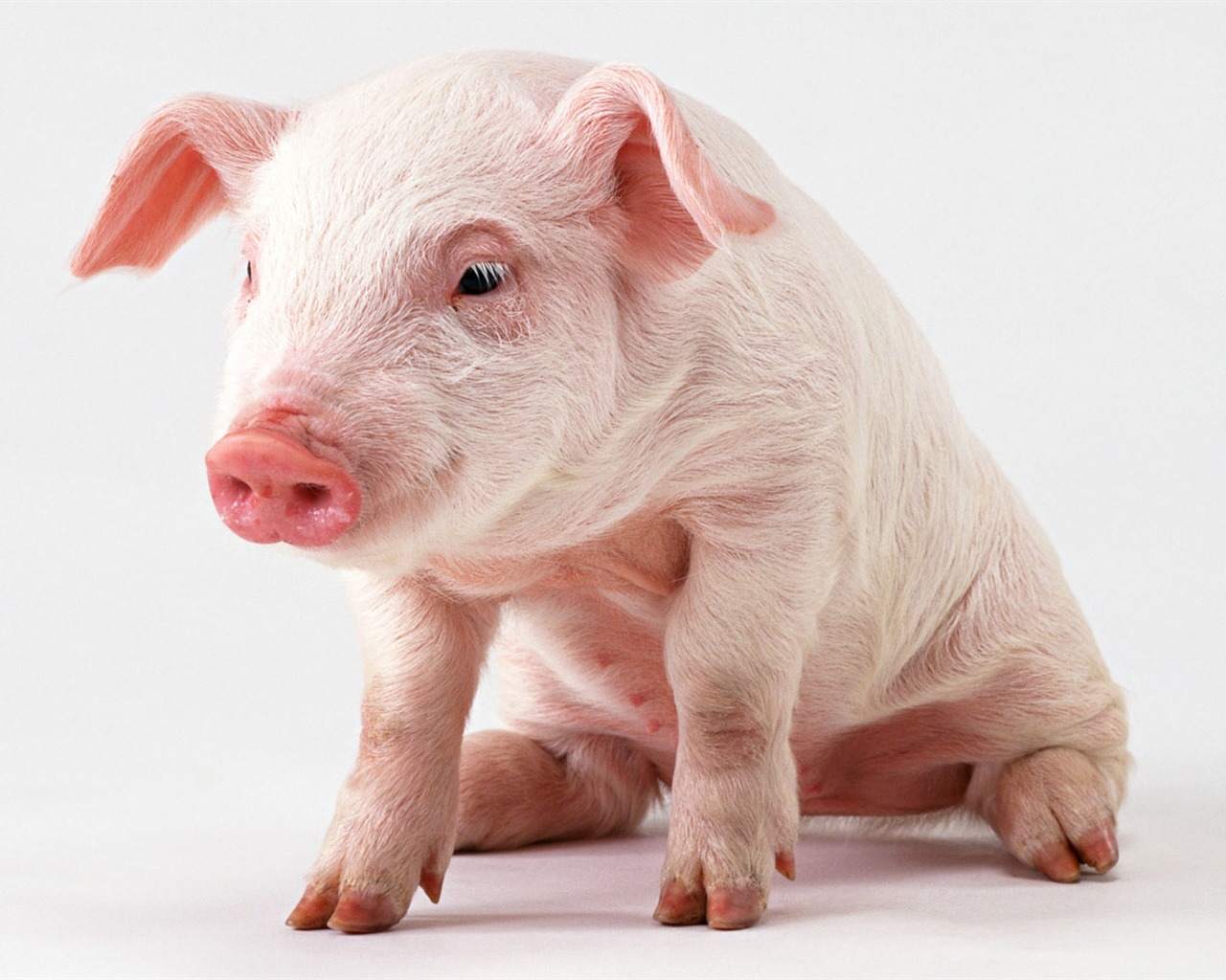 Cute little animals wallpaper (1) #12 - 1280x1024