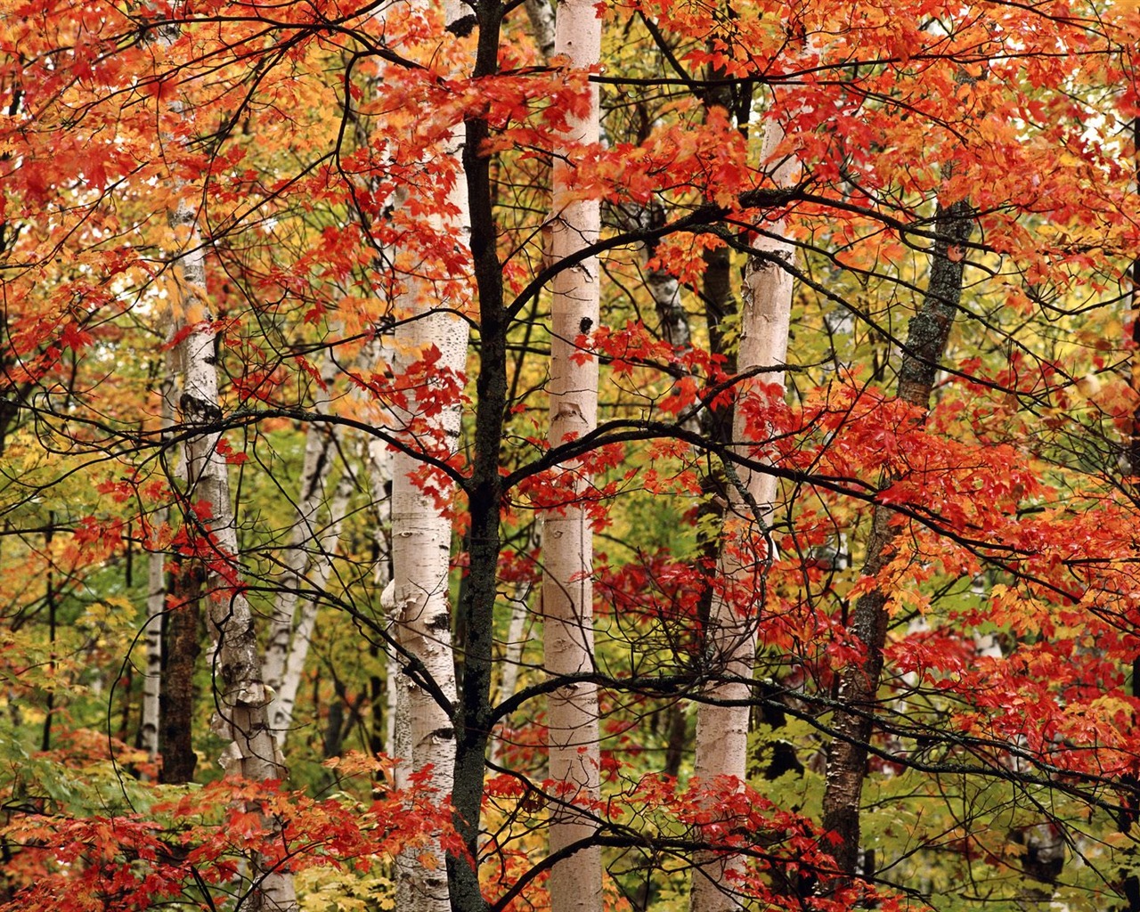 Podzimní krajina krásná tapeta #3 - 1280x1024