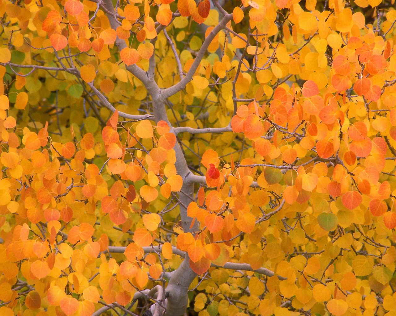 Herbstlandschaft schöne Tapete #5 - 1280x1024