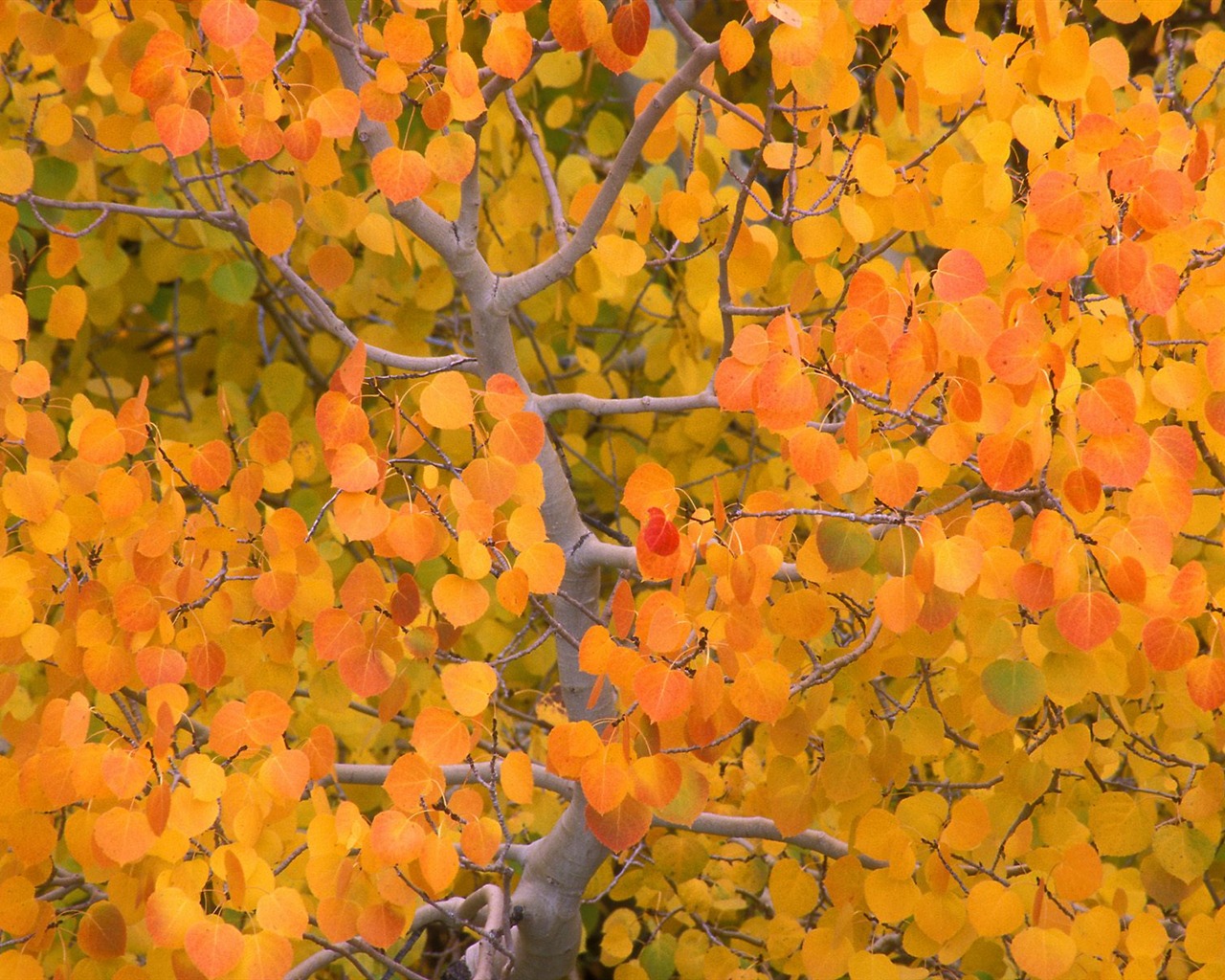 Otoño fondos de escritorio de bellos paisajes #5 - 1280x1024