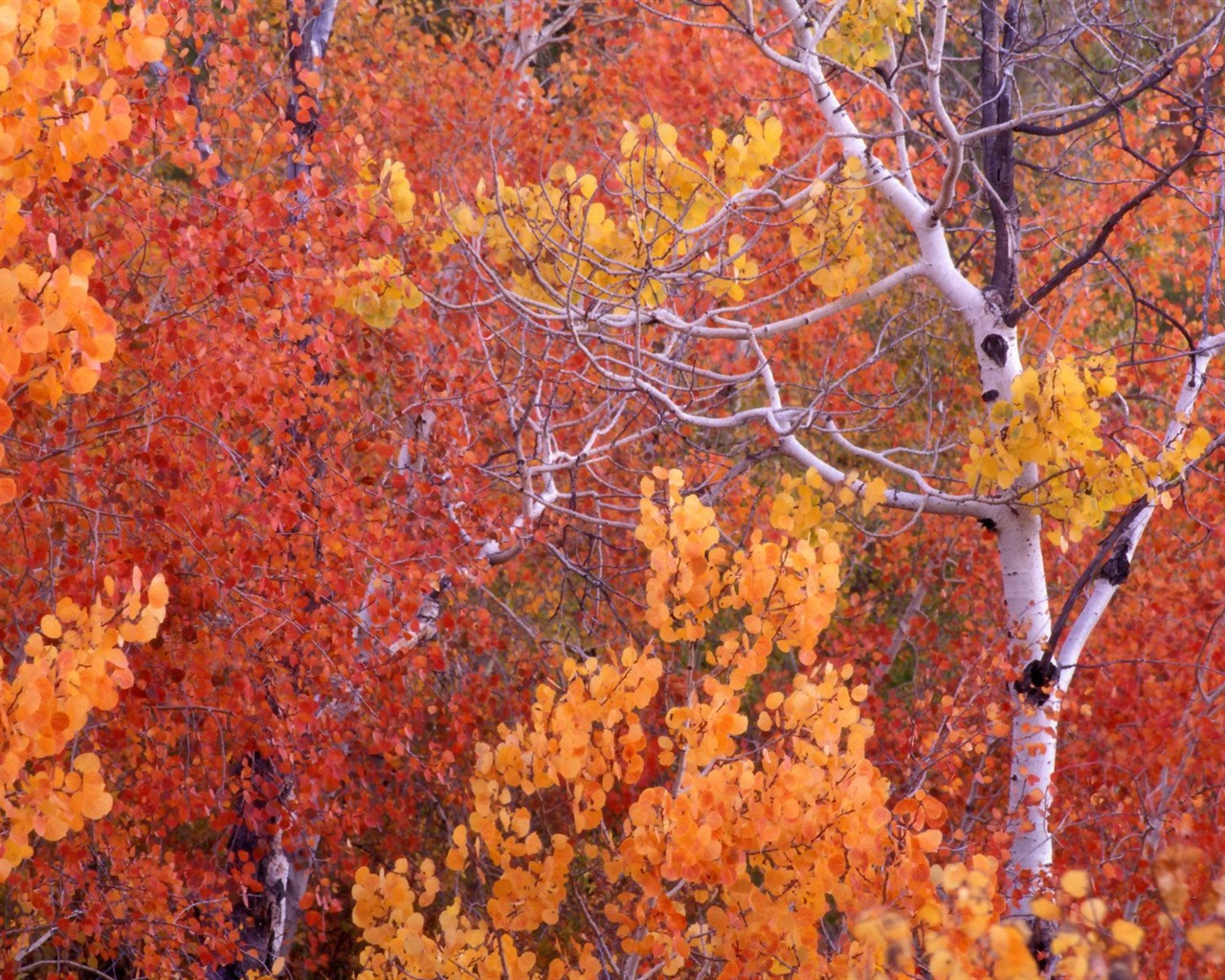 Otoño fondos de escritorio de bellos paisajes #8 - 1280x1024