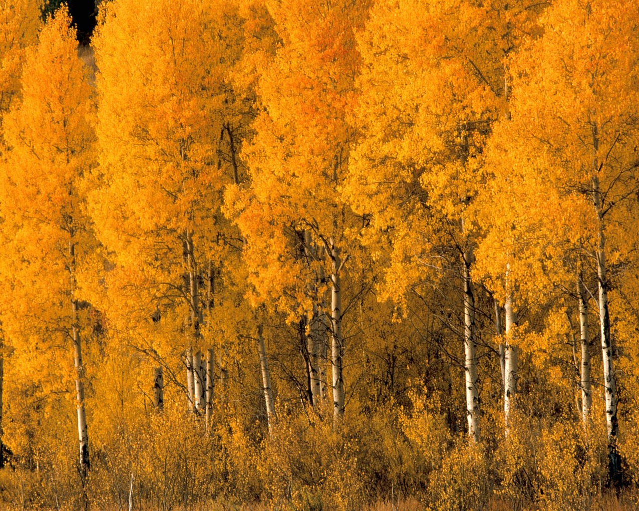 秋の風景の美しい壁紙 #9 - 1280x1024