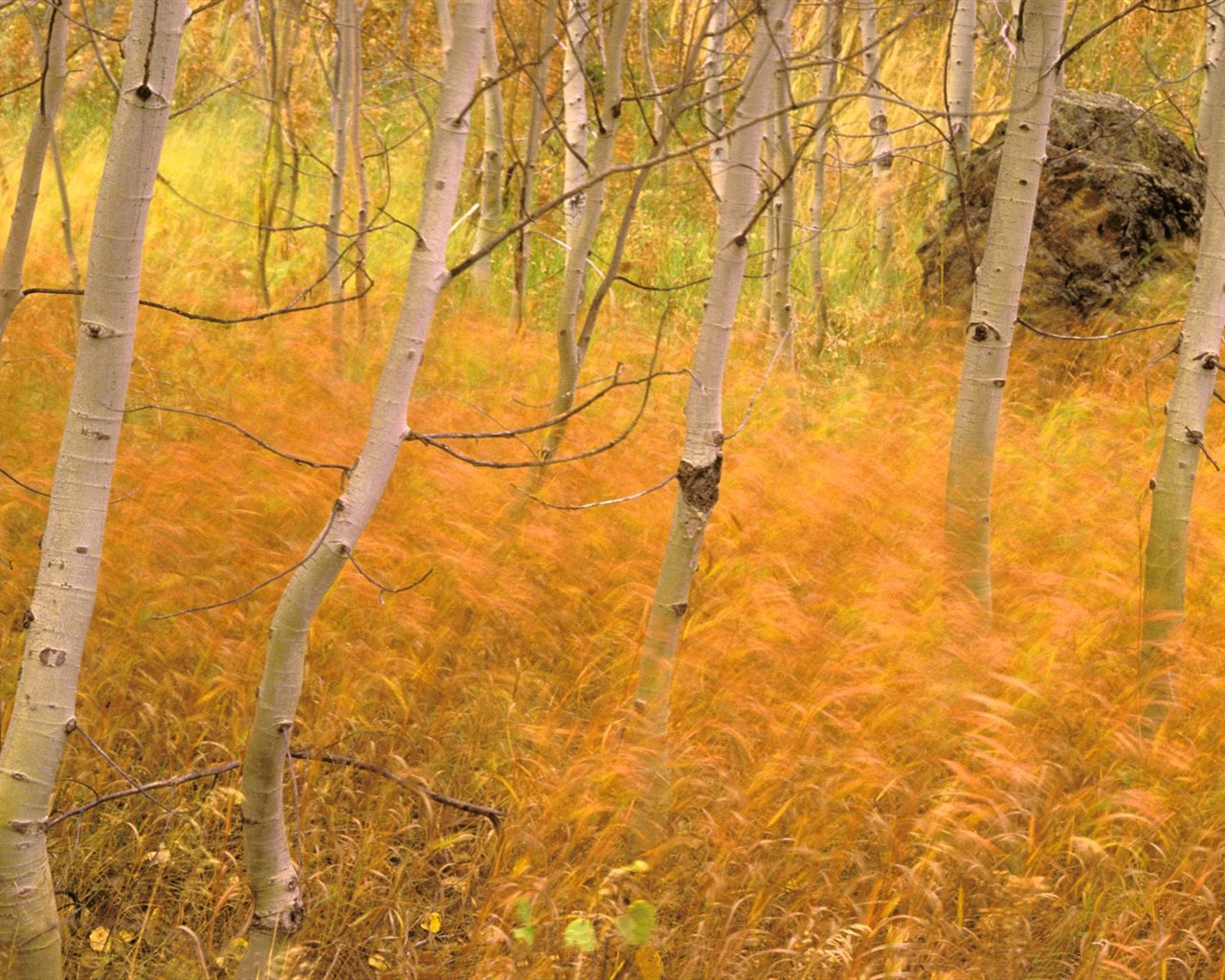 Herbstlandschaft schöne Tapete #10 - 1280x1024