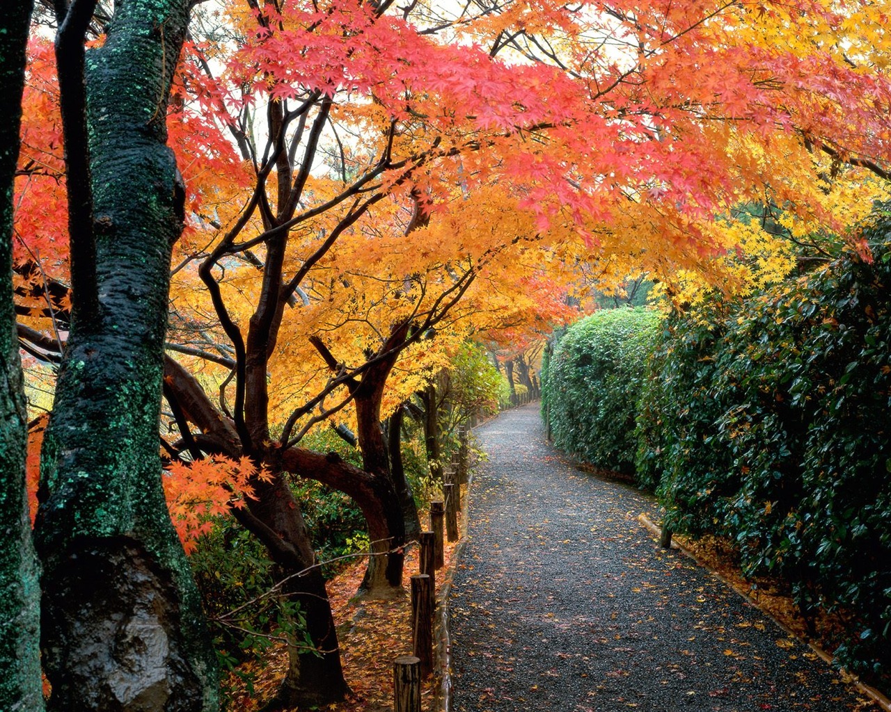 Herbstlandschaft schöne Tapete #14 - 1280x1024