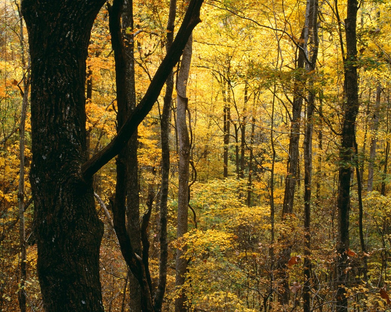 Otoño fondos de escritorio de bellos paisajes #17 - 1280x1024