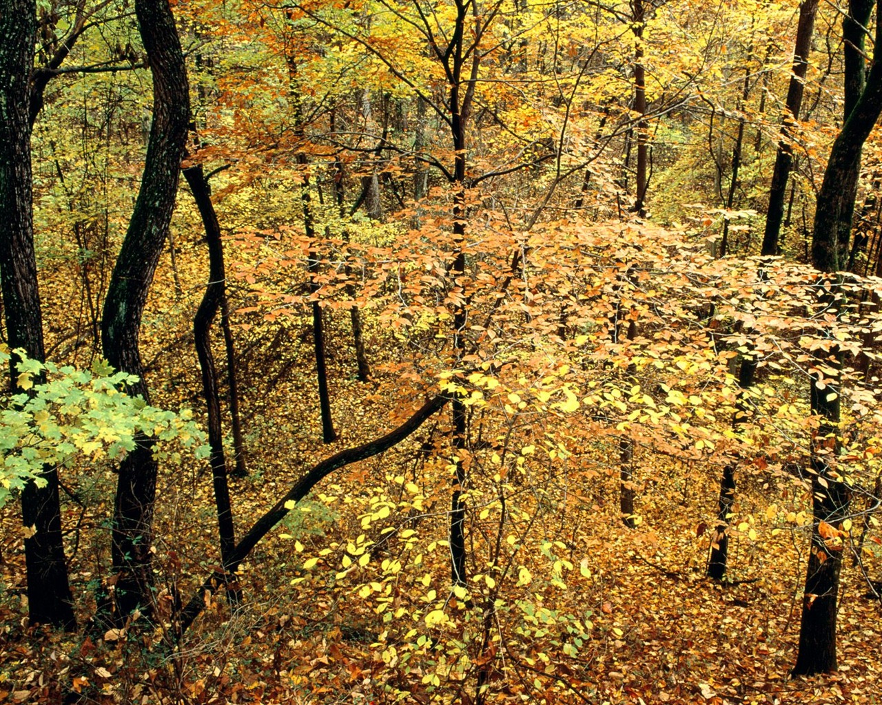 Herbstlandschaft schöne Tapete #18 - 1280x1024