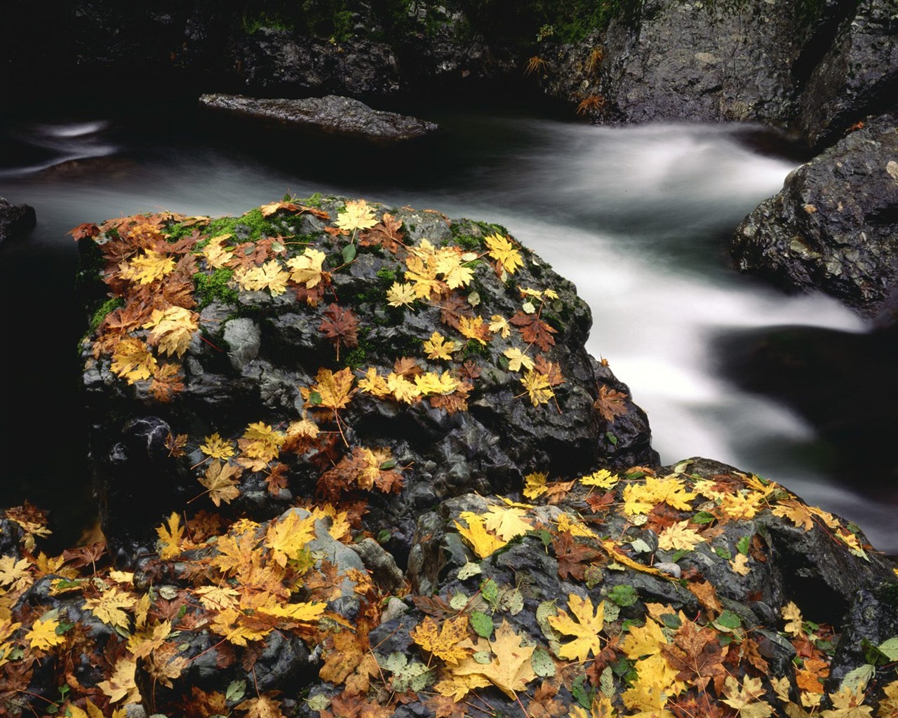 Herbstlandschaft schöne Tapete #20 - 1280x1024