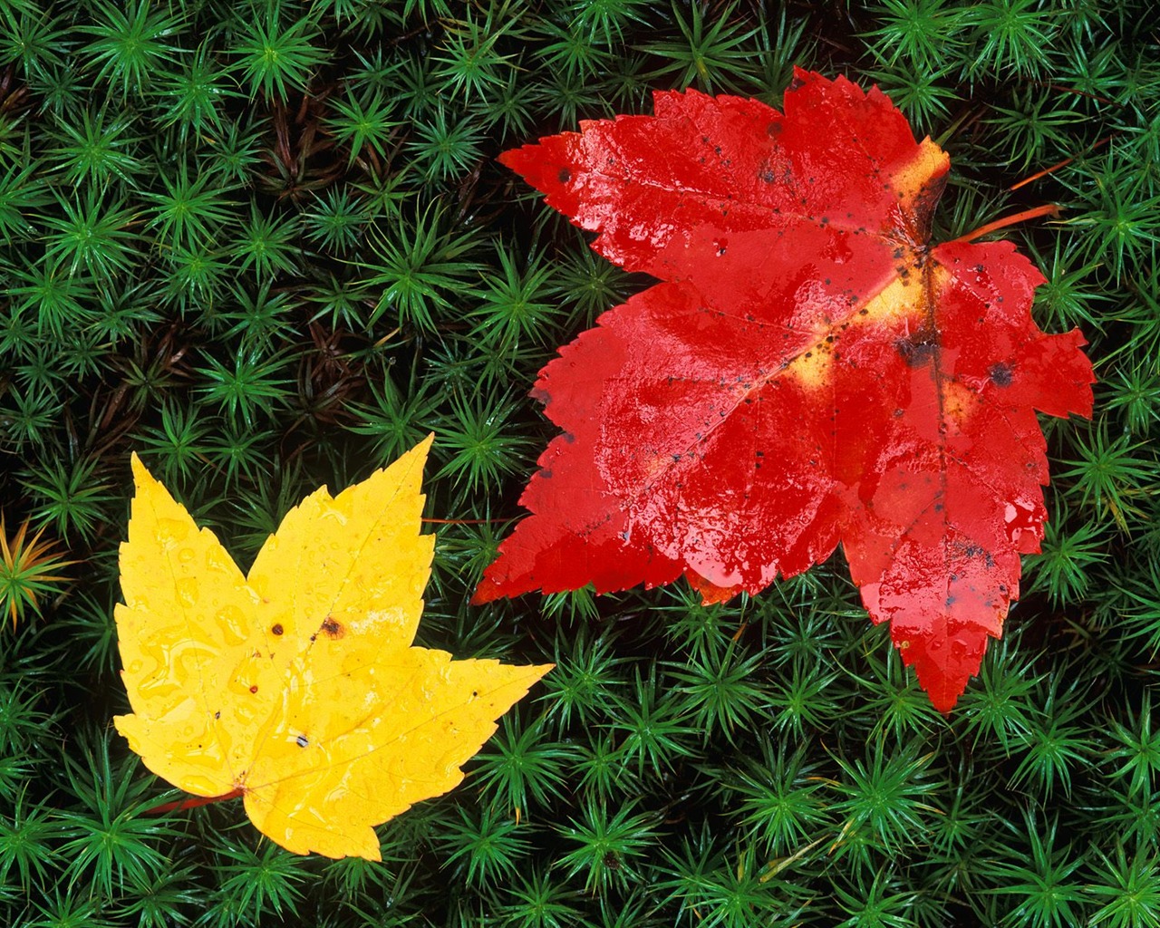Herbstlandschaft schöne Tapete #21 - 1280x1024