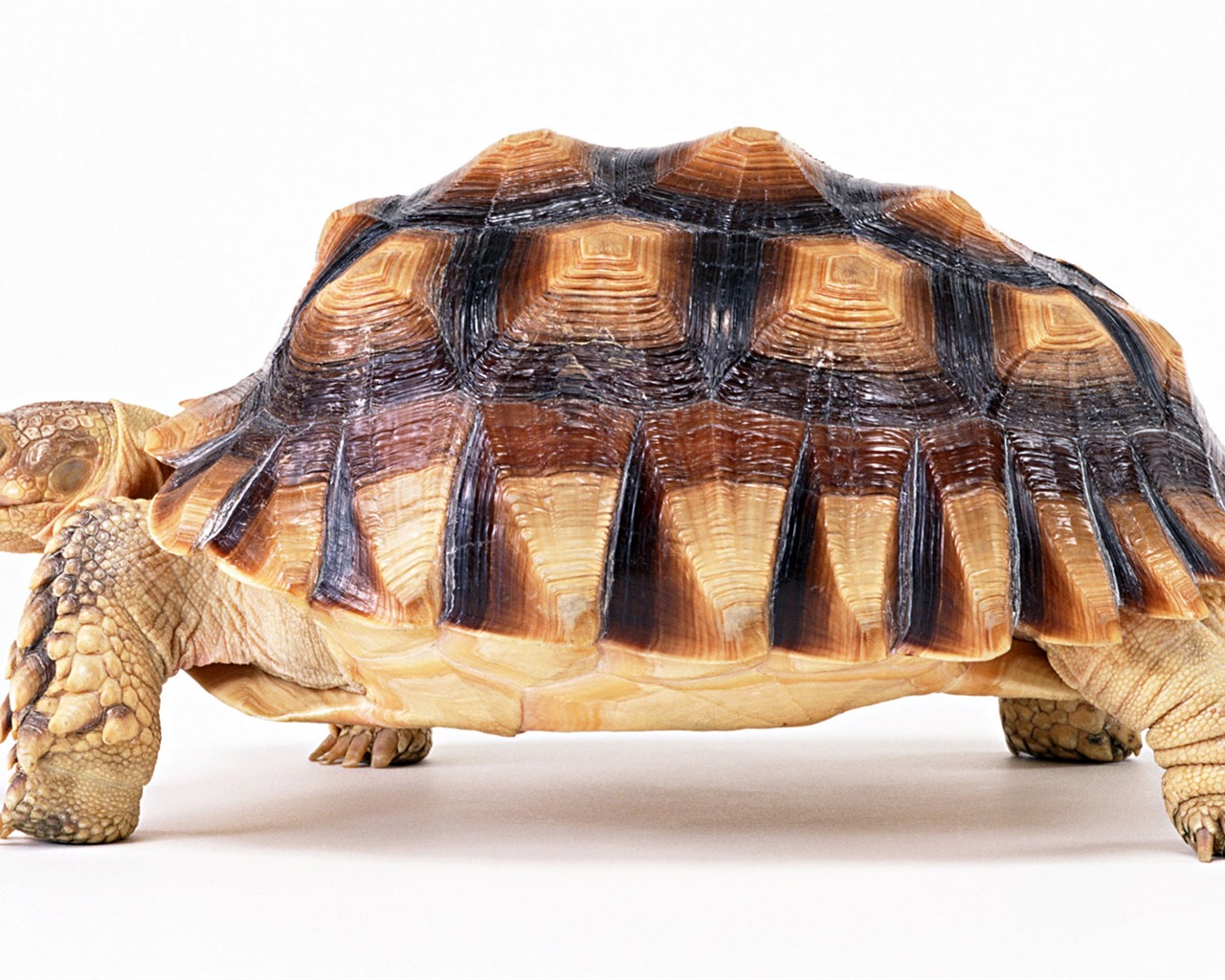 Cute little animals wallpaper (2) #8 - 1280x1024