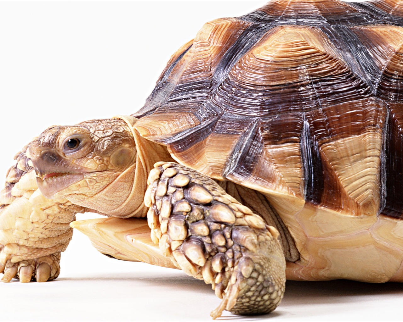 Cute little animals wallpaper (2) #9 - 1280x1024