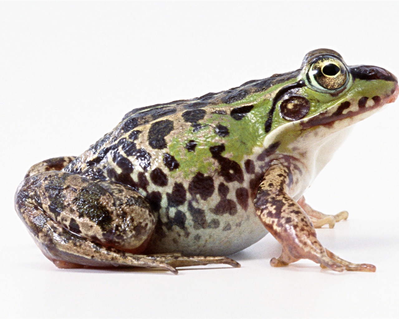 Cute little animals wallpaper (2) #14 - 1280x1024